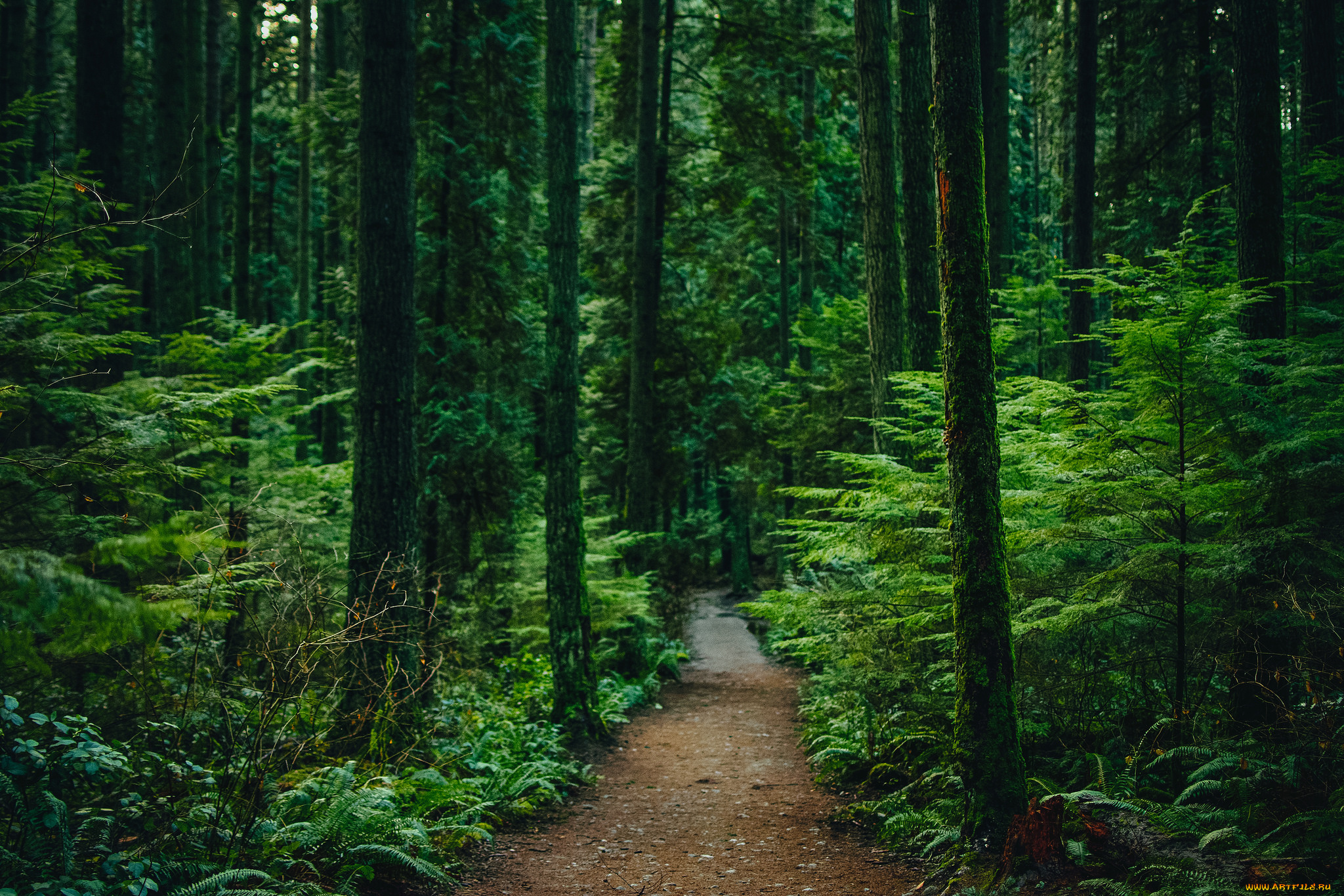 природа, дороги, простор