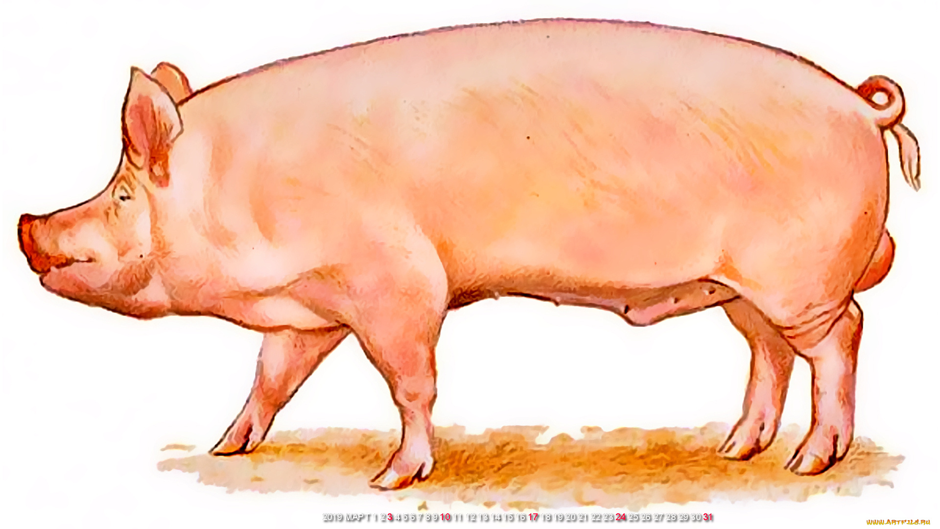 календари, рисованные, , векторная, графика, поросенок, свинья