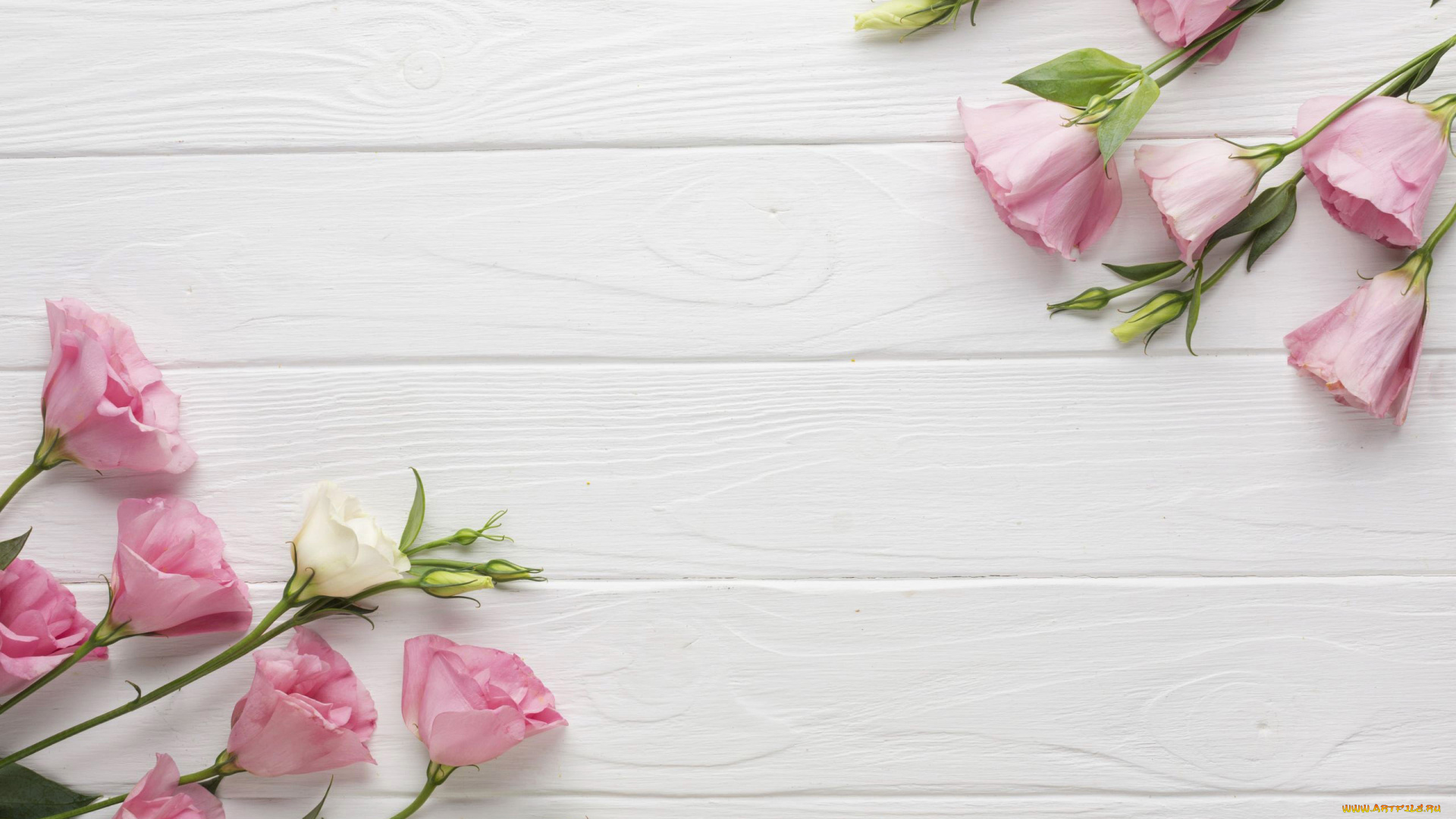 цветы, эустома, розовый