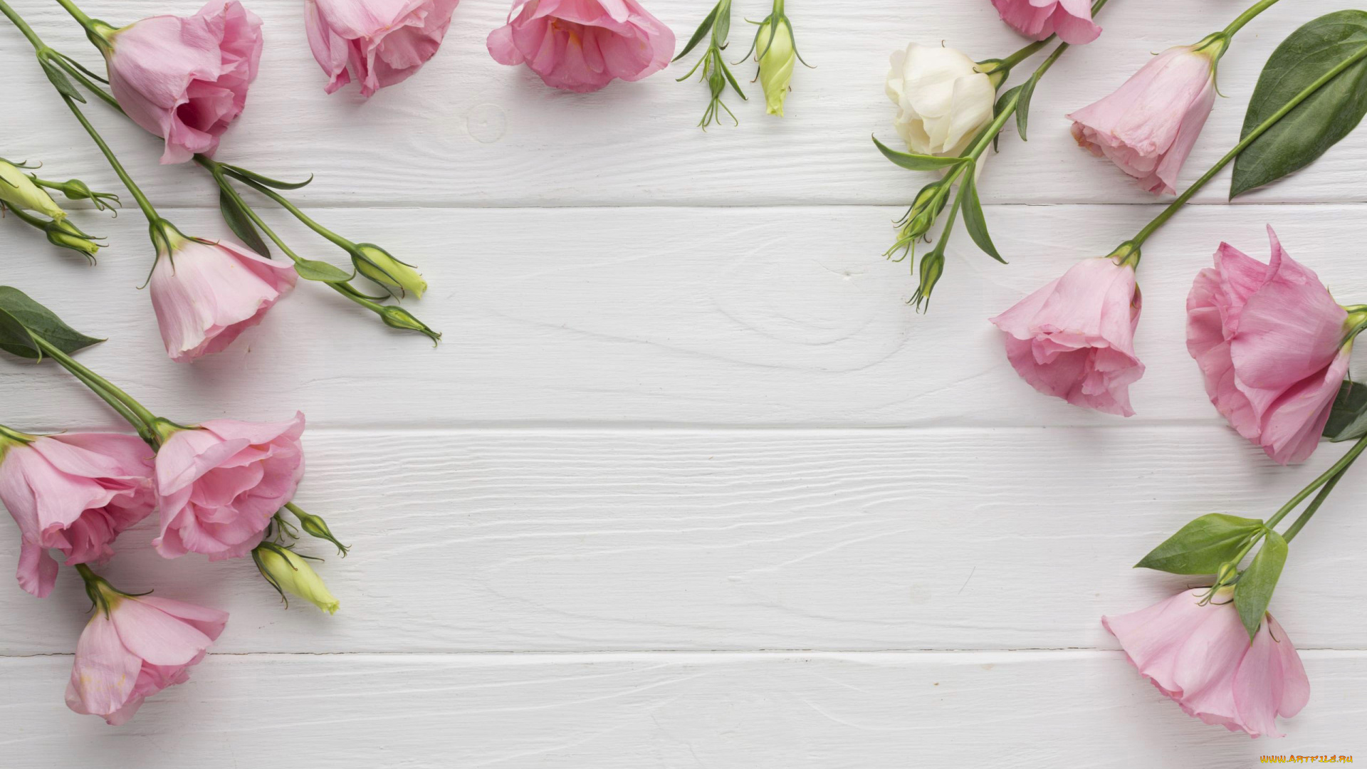 цветы, эустома, розовый