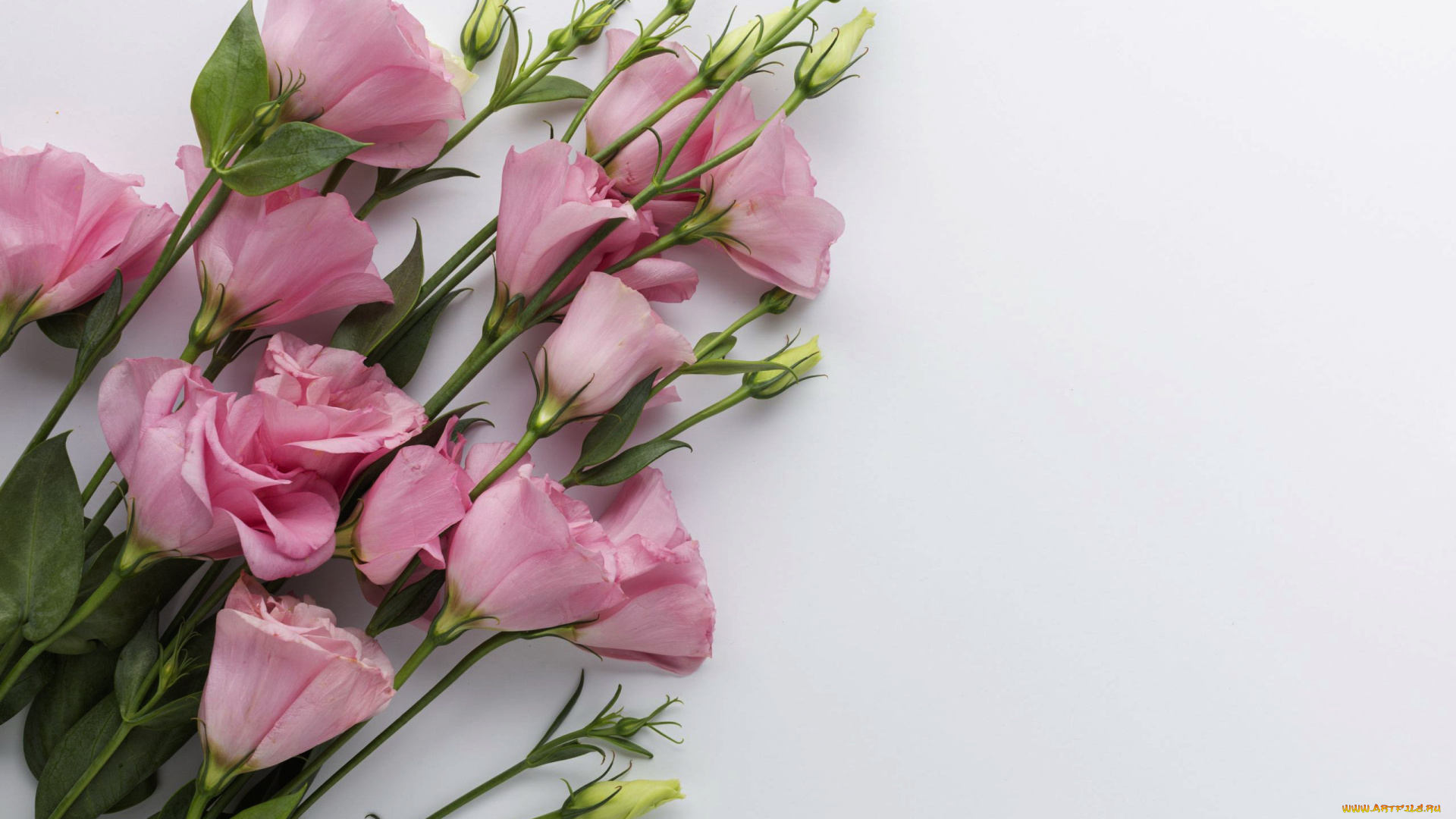 цветы, эустома, розовый