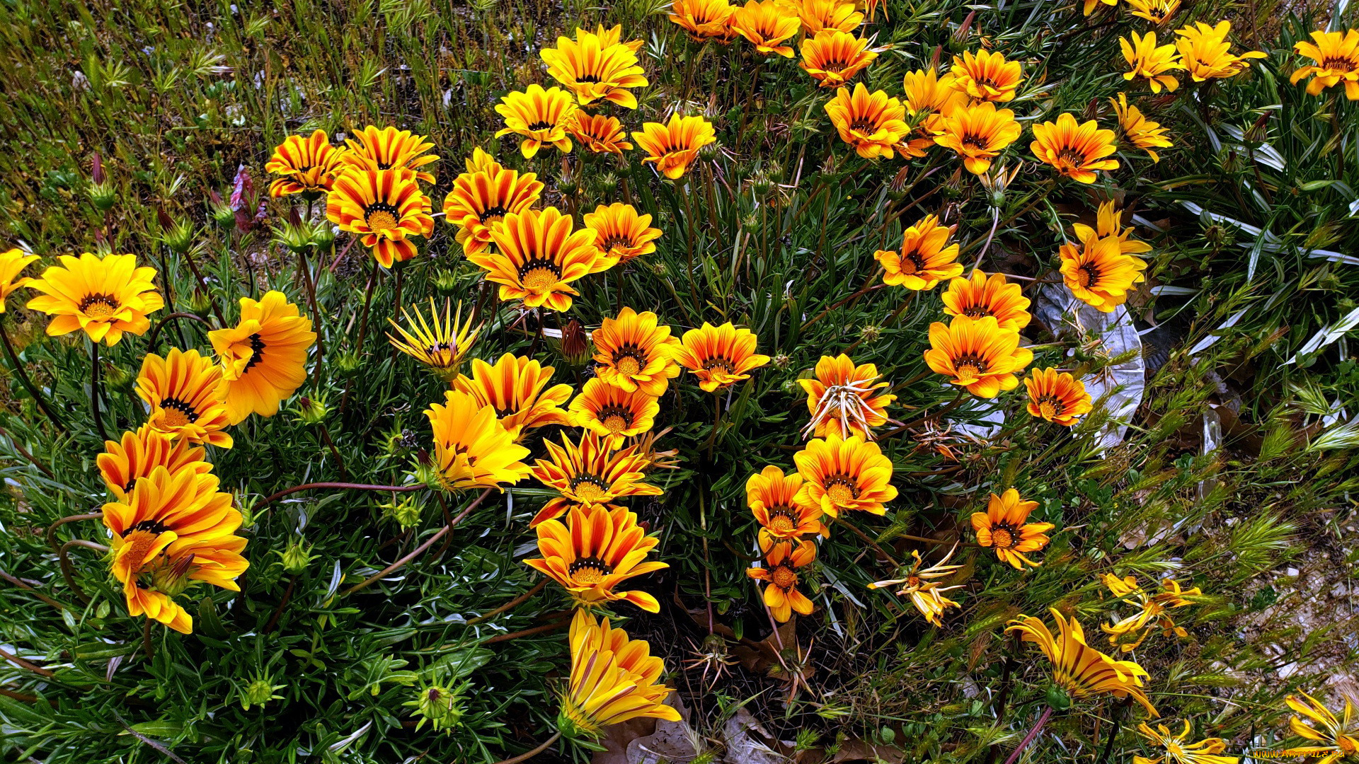 цветы, газания