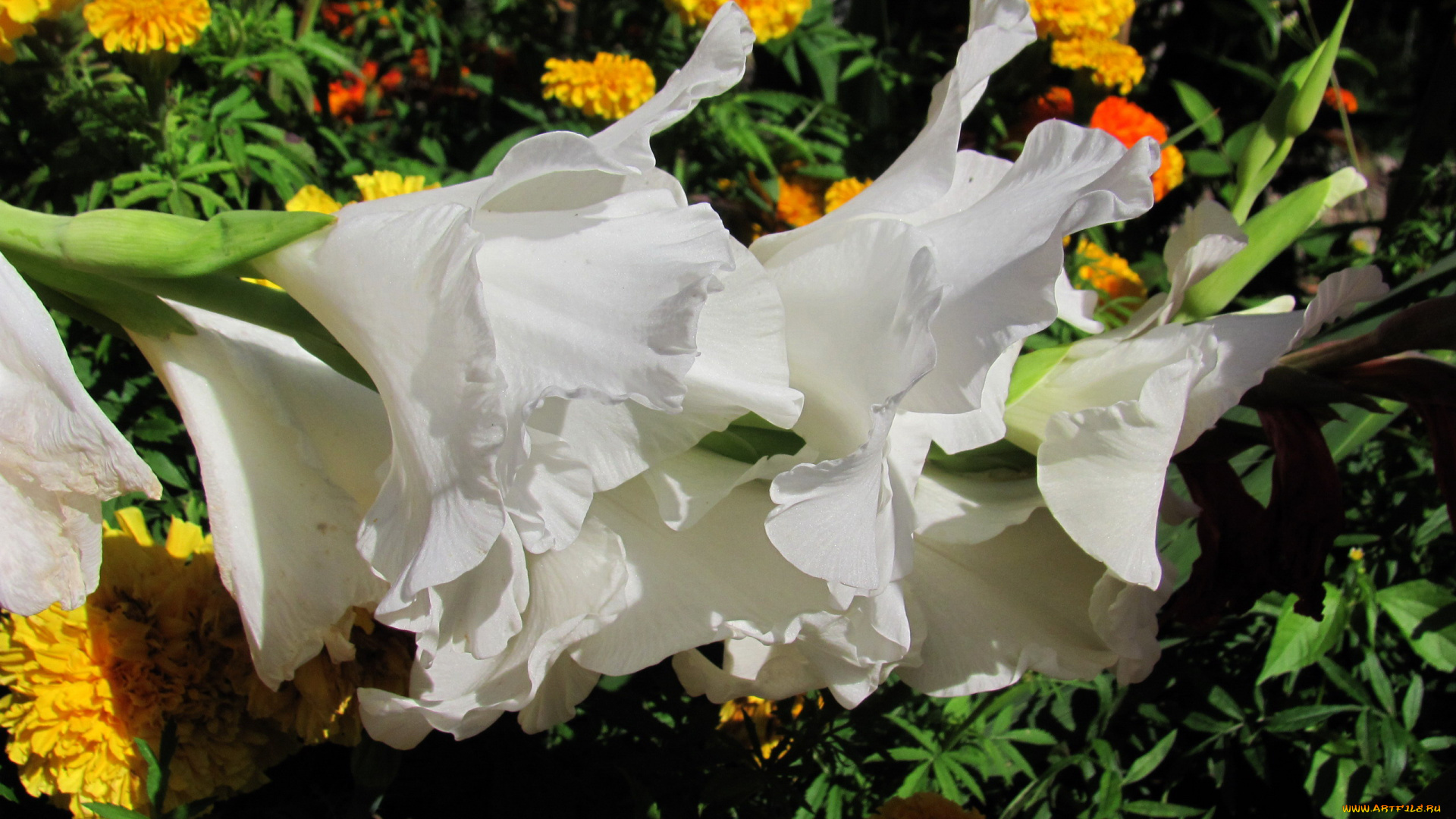 цветы, гладиолусы, белый