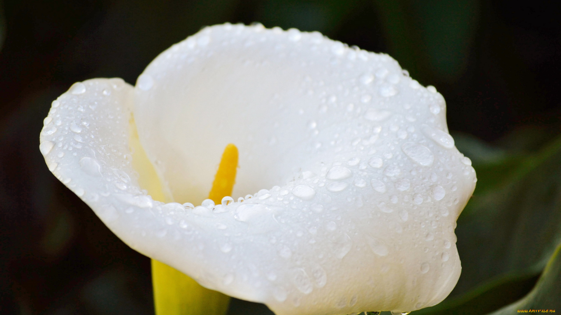 цветы, каллы, белый