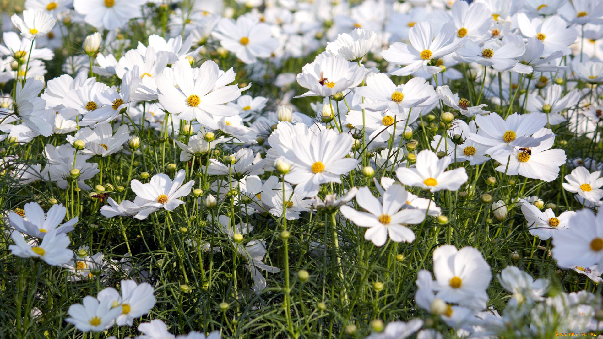 цветы, космея, белый