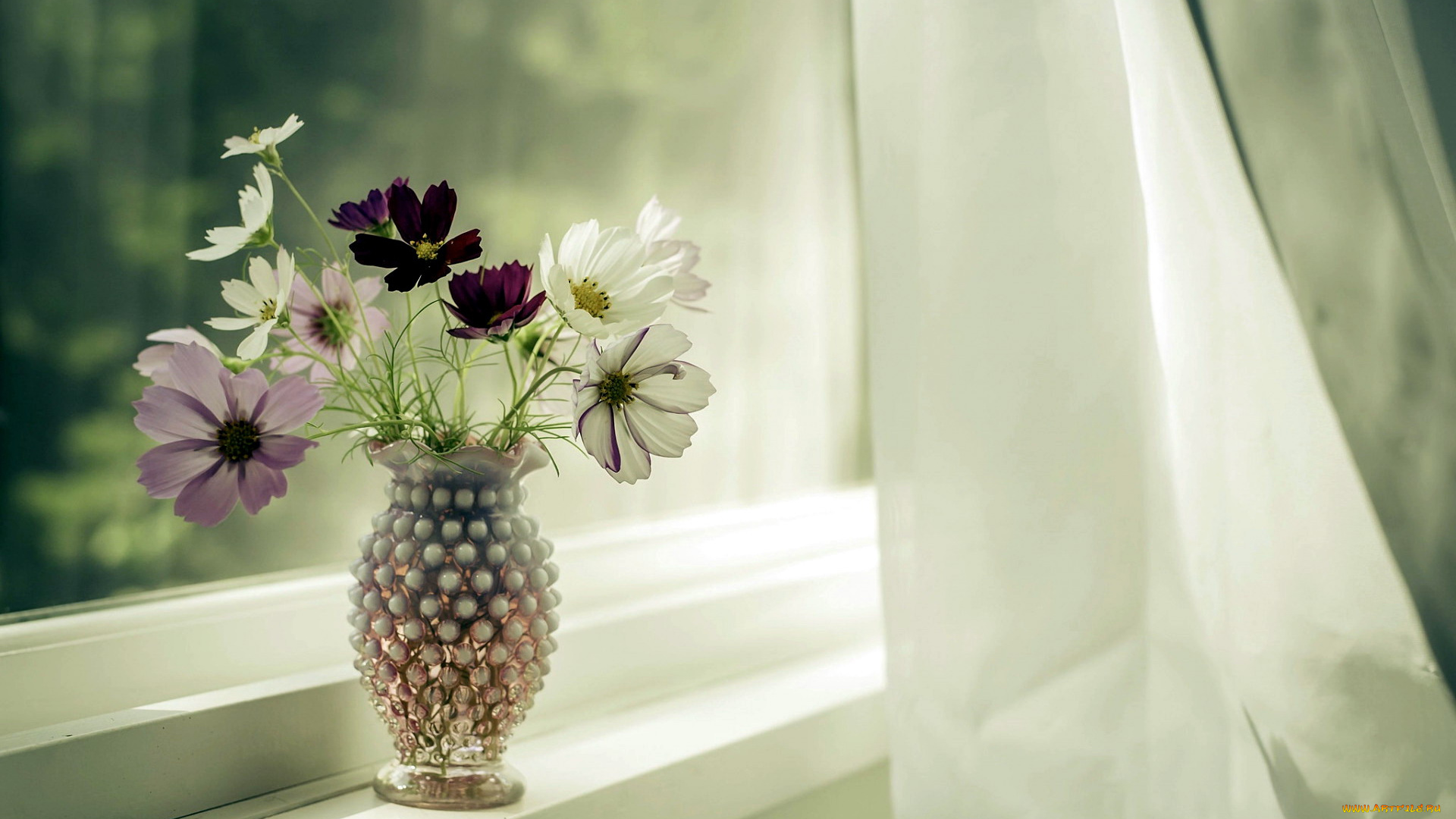 цветы, космея, букет