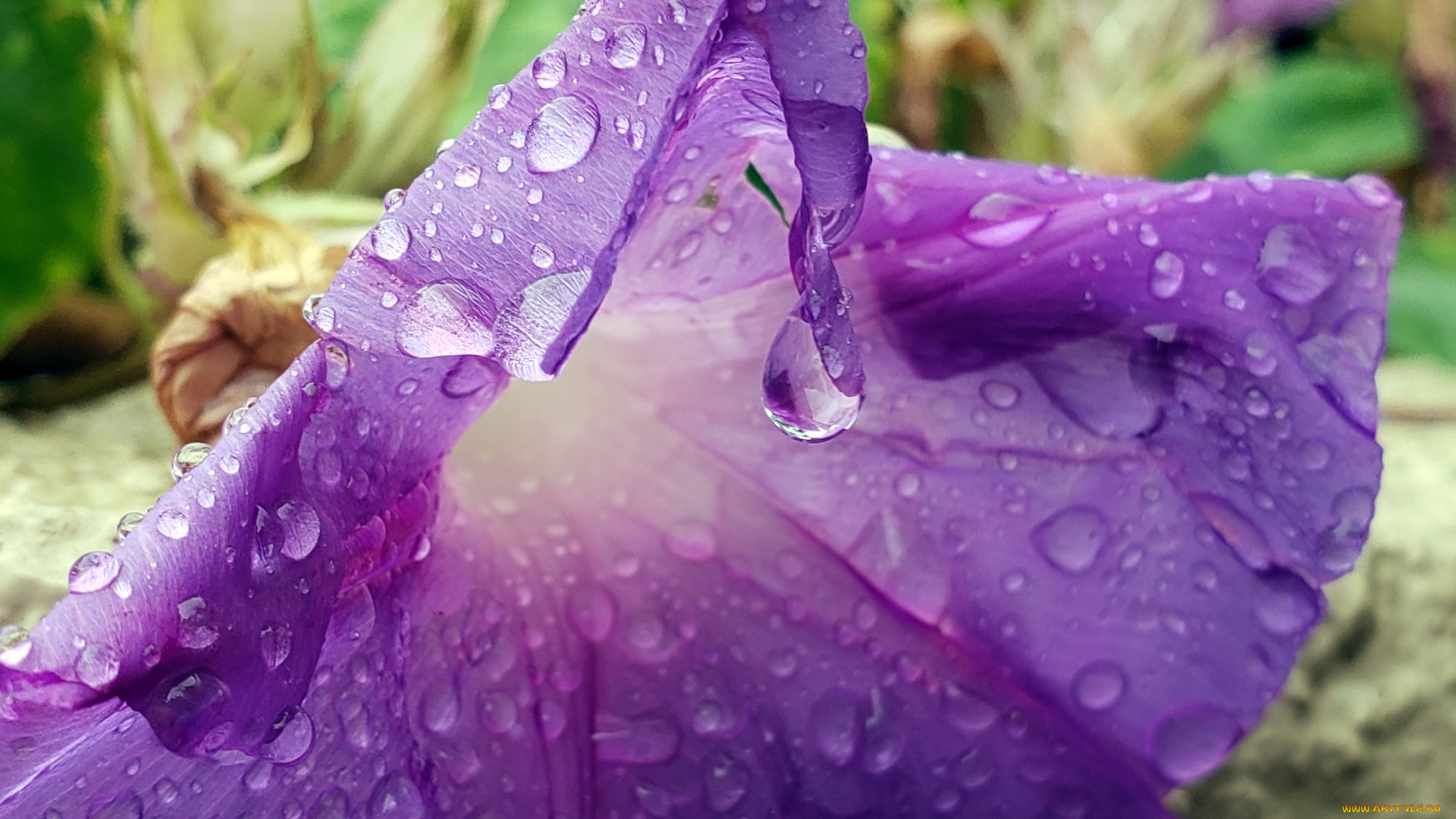 цветы, вьюнки, , ипомеи, макро, капли