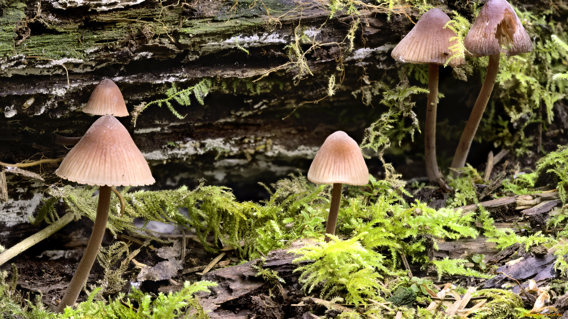 природа, грибы, martin, dollenkamp