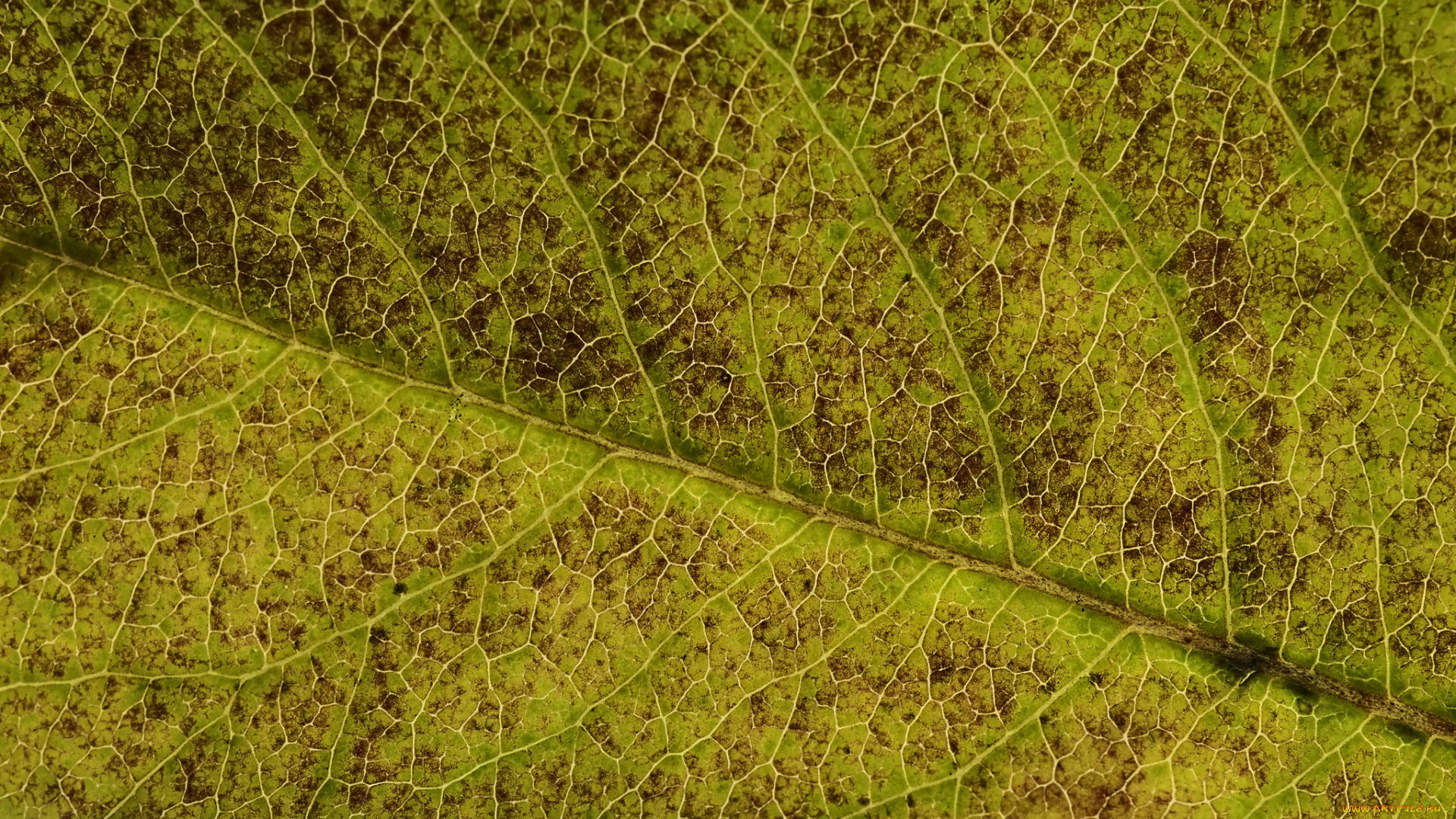 природа, листья, martin, dollenkamp