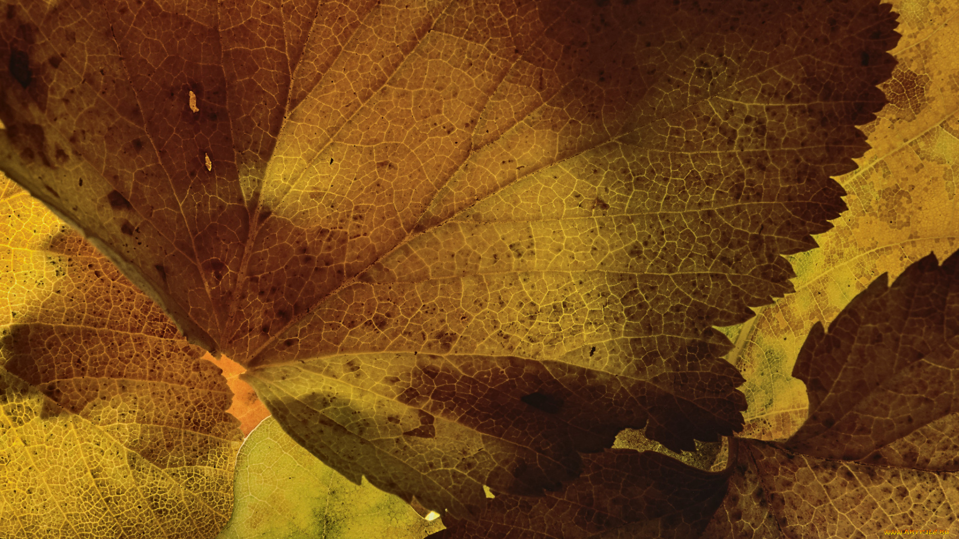 природа, листья, martin, dollenkamp