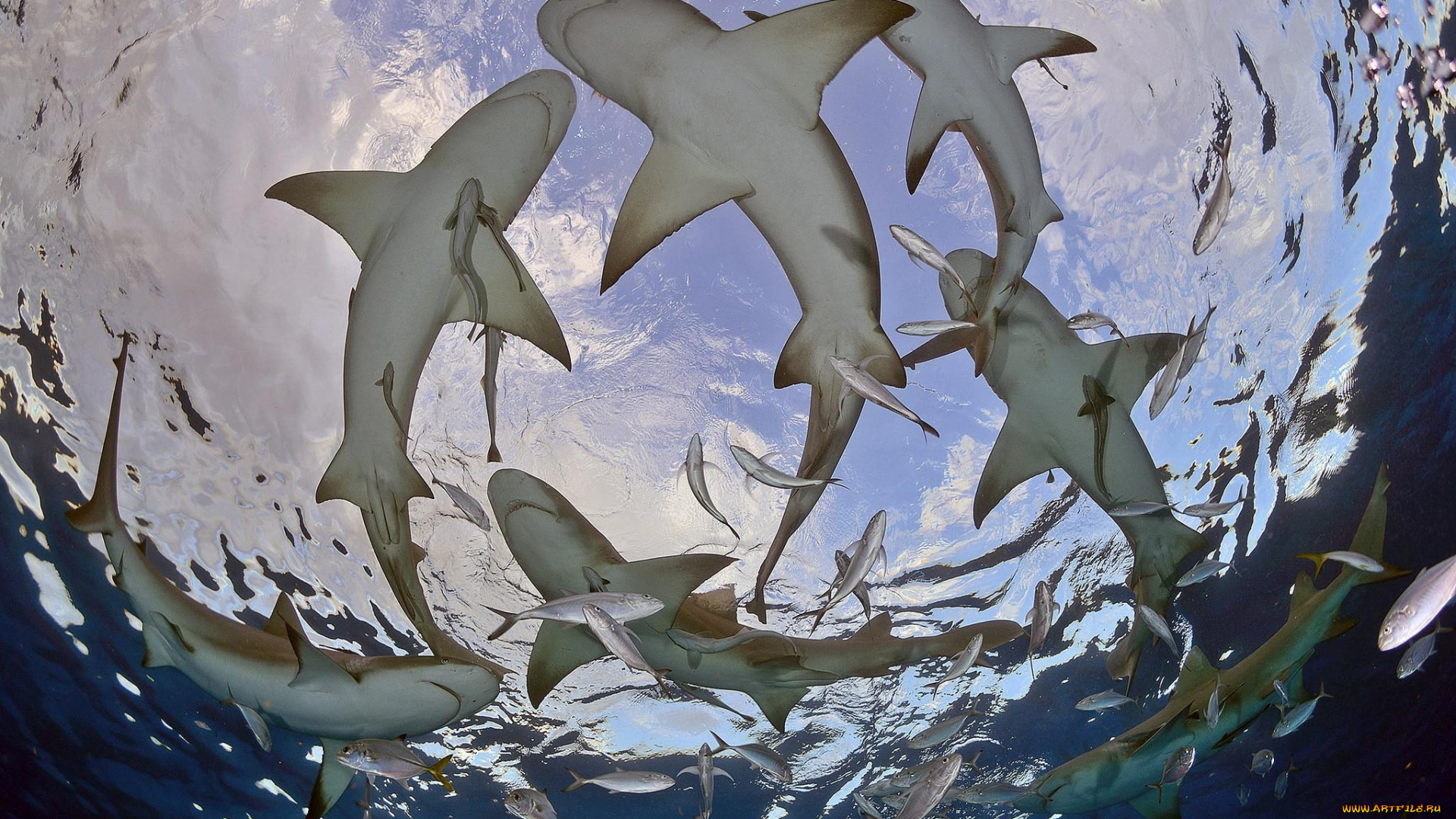 животные, акулы, опасность, пасть, shark, акула, рыба, хищник, океан, море, вода, глубина, подводный, обитатели, зубы