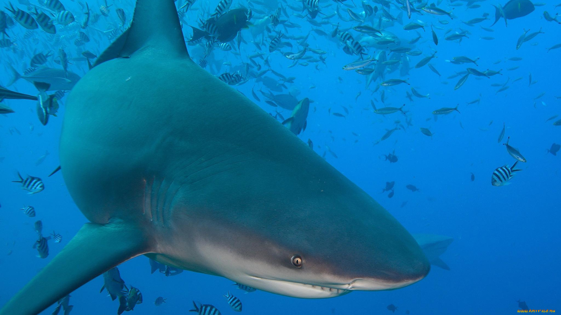 животные, акулы, опасность, пасть, зубы, океан, море, вода, глубина, подводный, обитатели, shark, акула, рыба, хищник