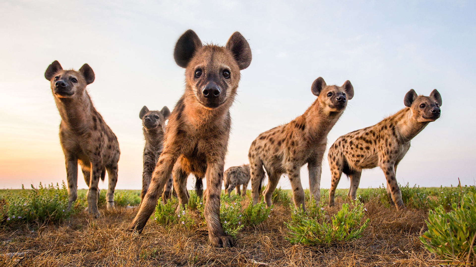 животные, гиены, , гиеновые, собаки