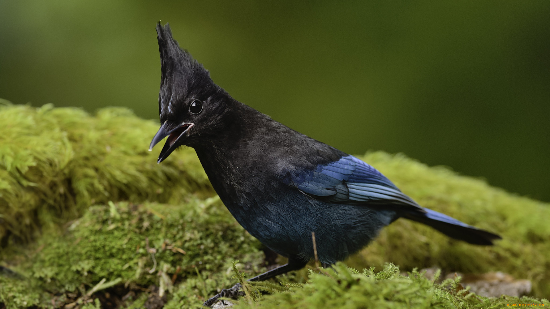 животные, птицы, птица, martin, dollenkamp