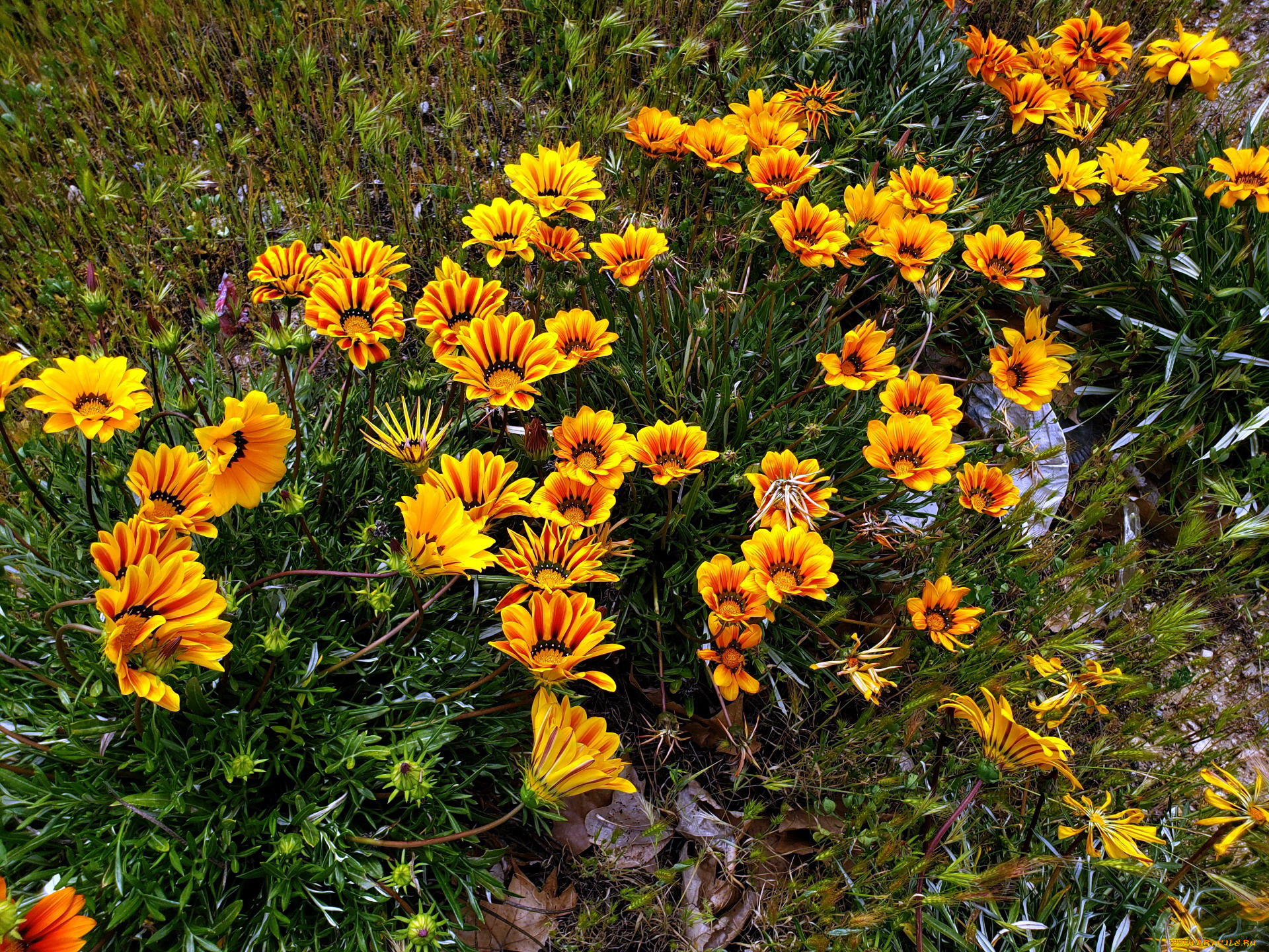 цветы, газания