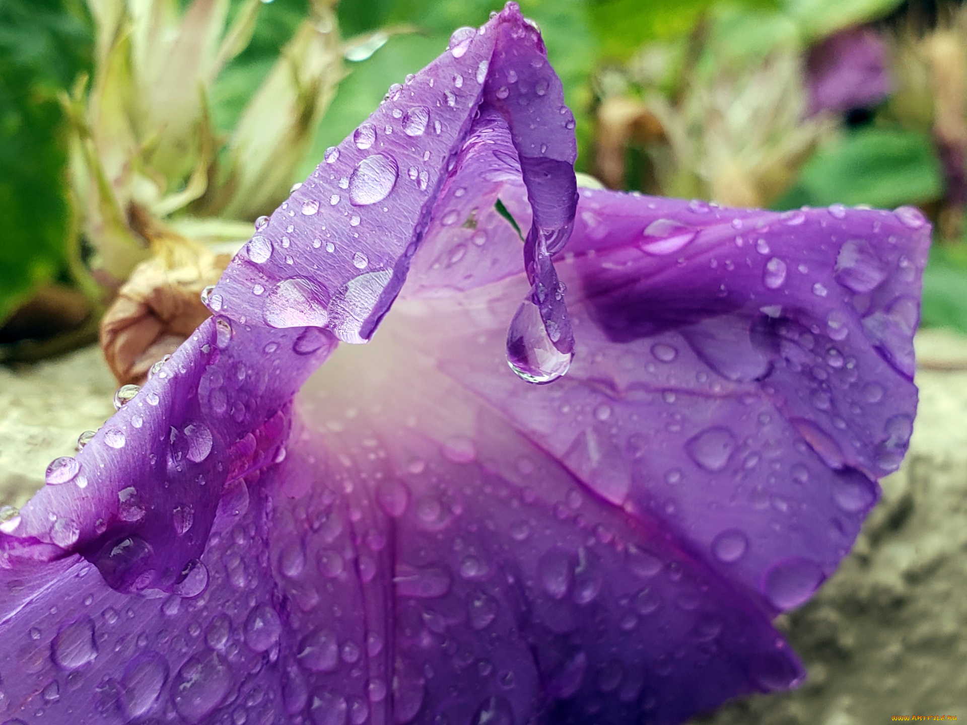 цветы, вьюнки, , ипомеи, макро, капли