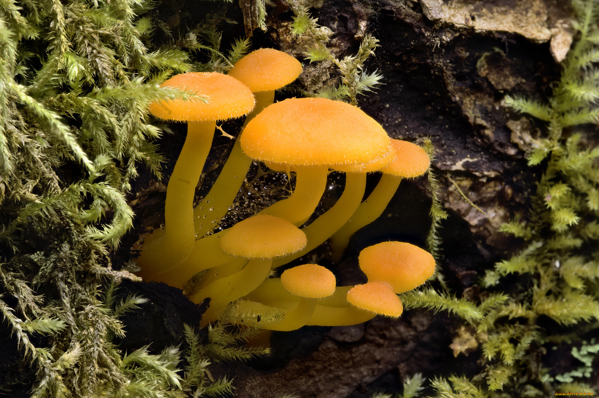 природа, грибы, martin, dollenkamp