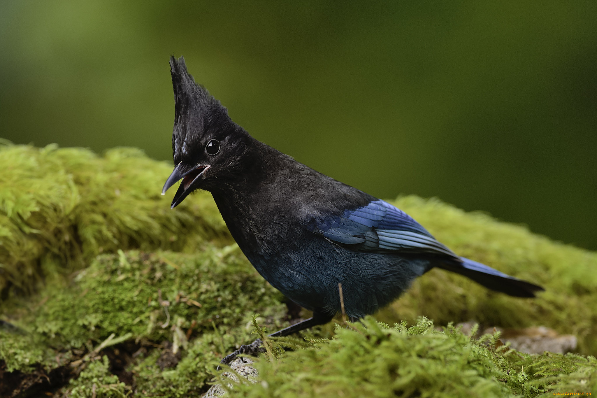 животные, птицы, птица, martin, dollenkamp