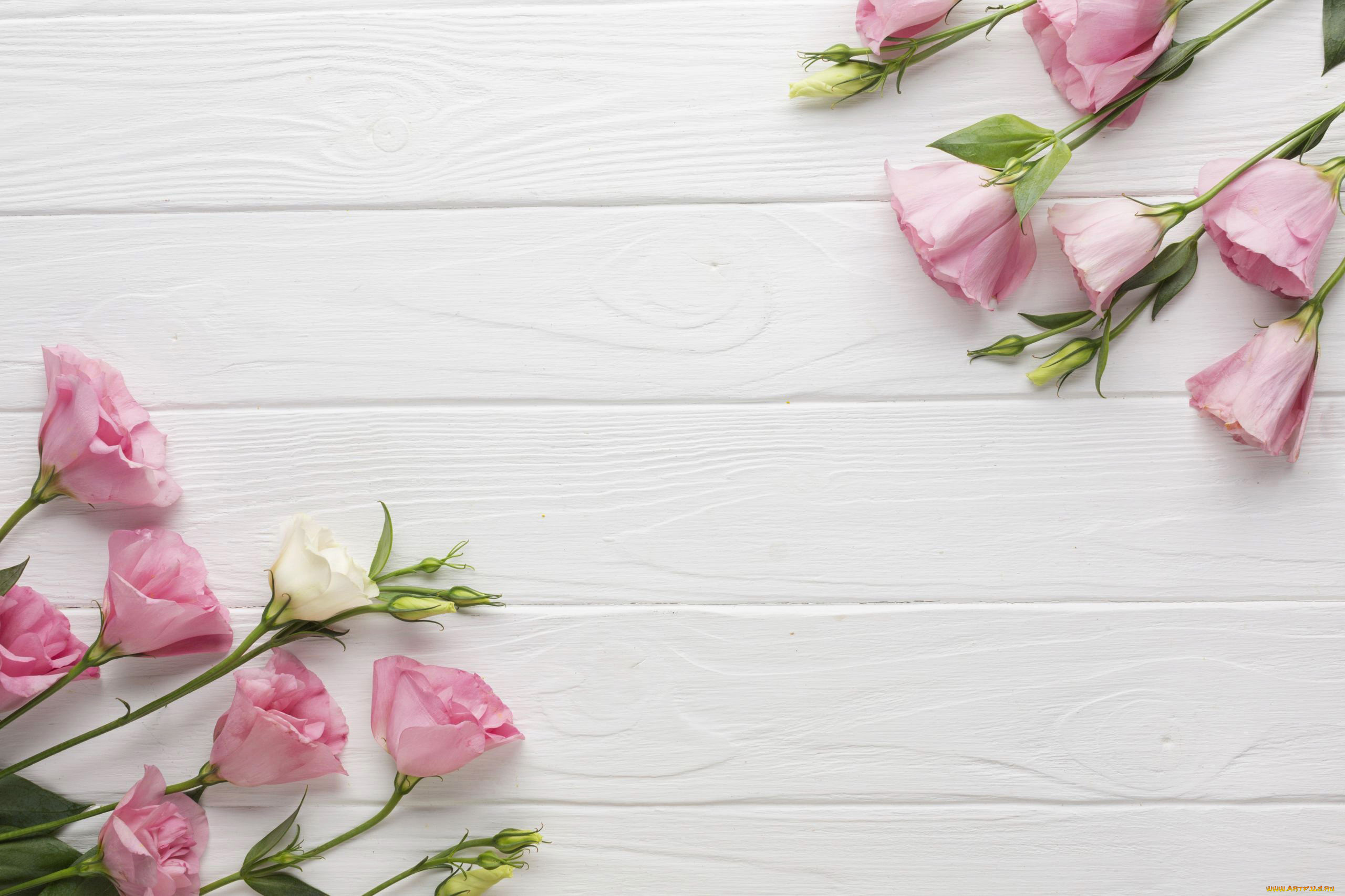 цветы, эустома, розовый