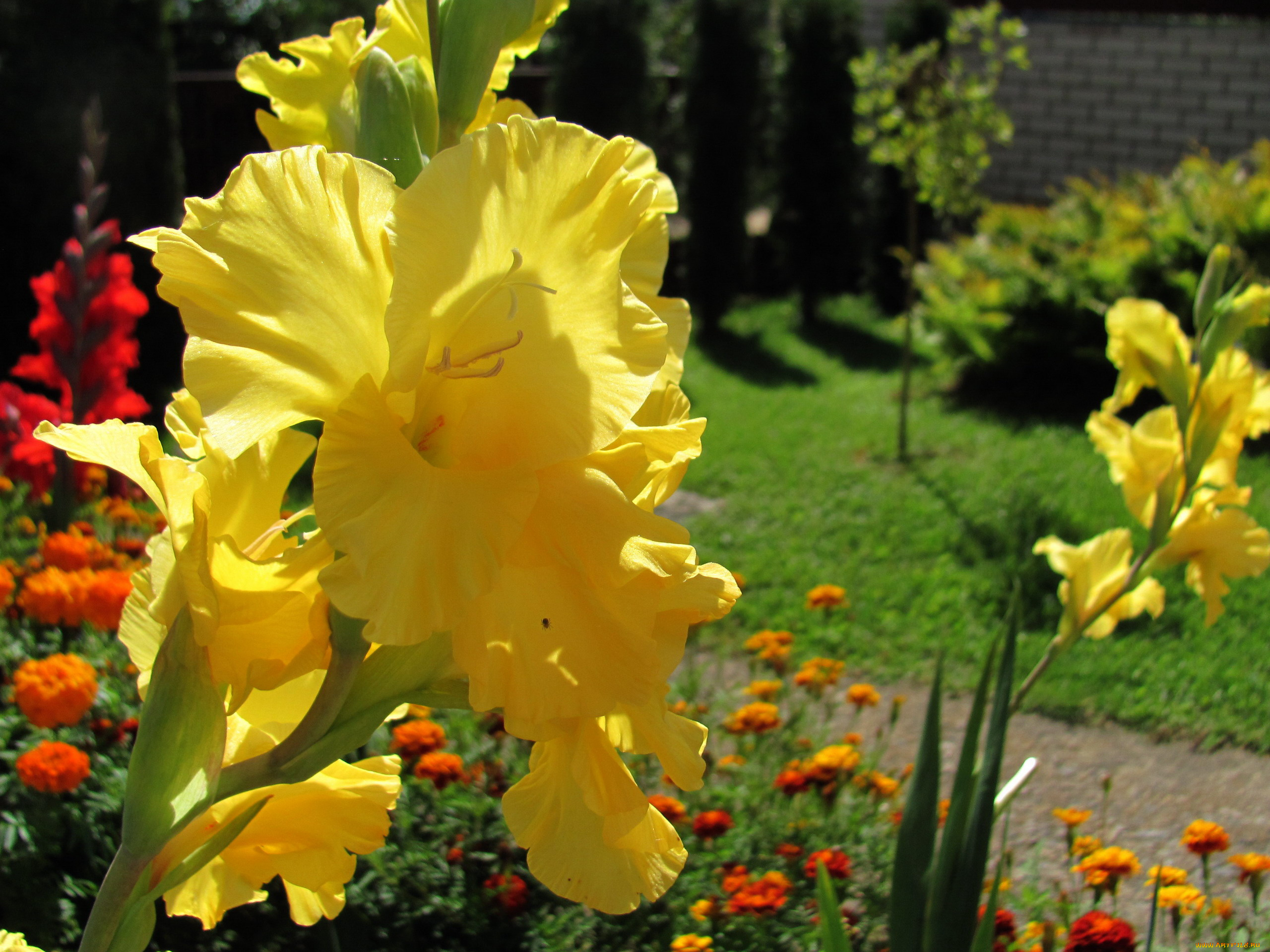 цветы, гладиолусы, желтый