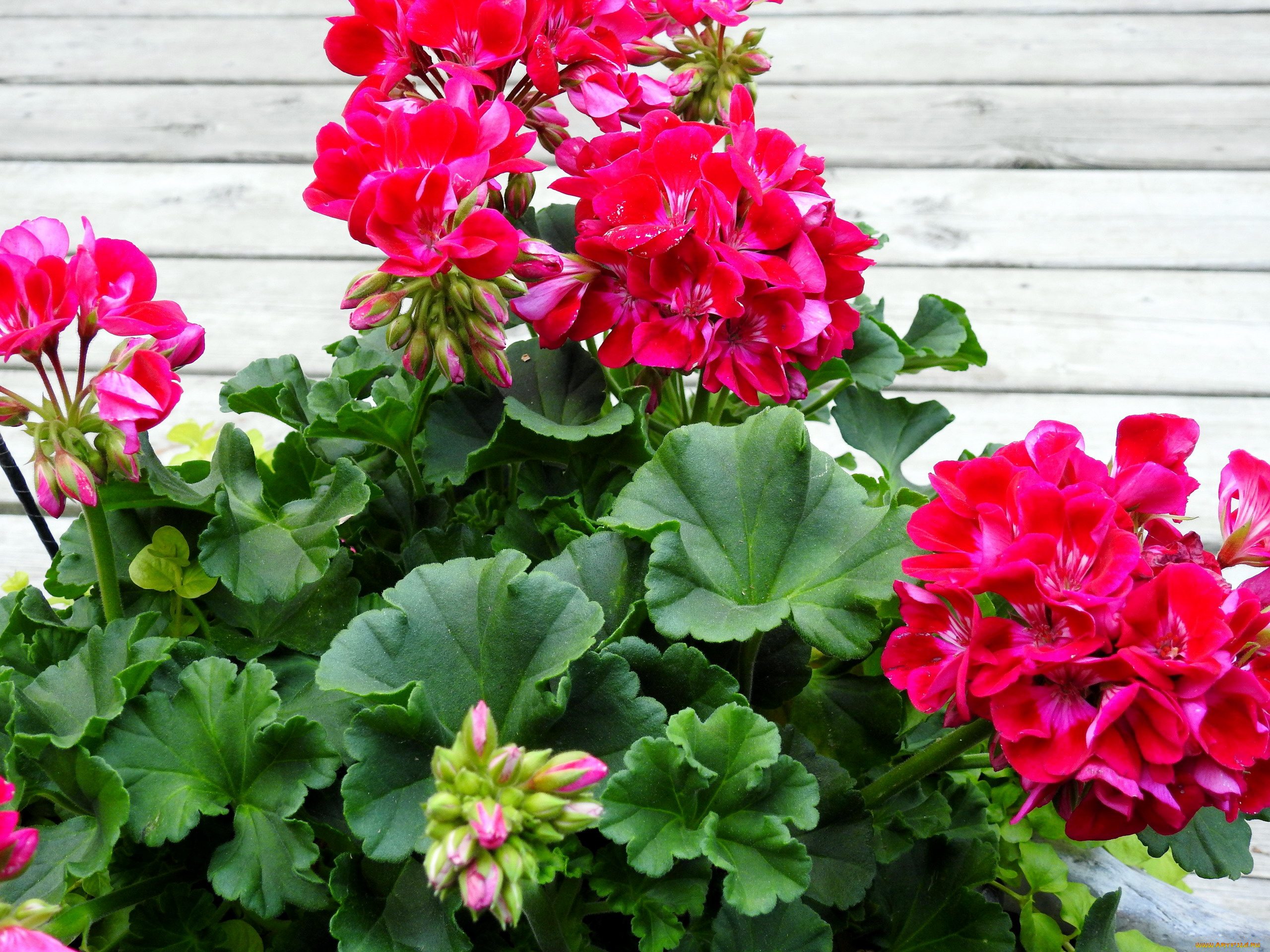 цветы, гвоздики, бутоны