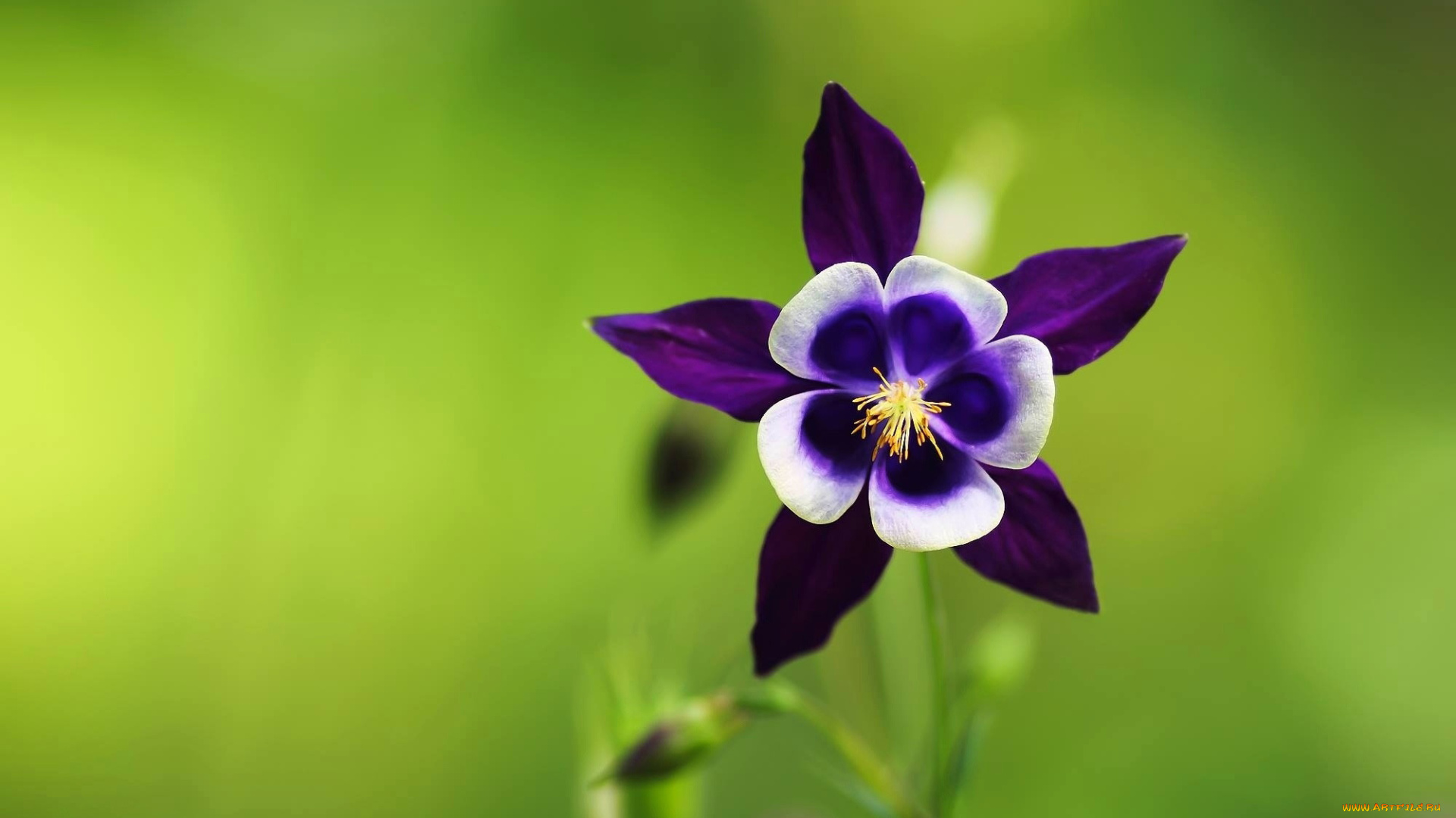 цветы, аквилегия, , водосбор, лиловая, аквилегия, макро