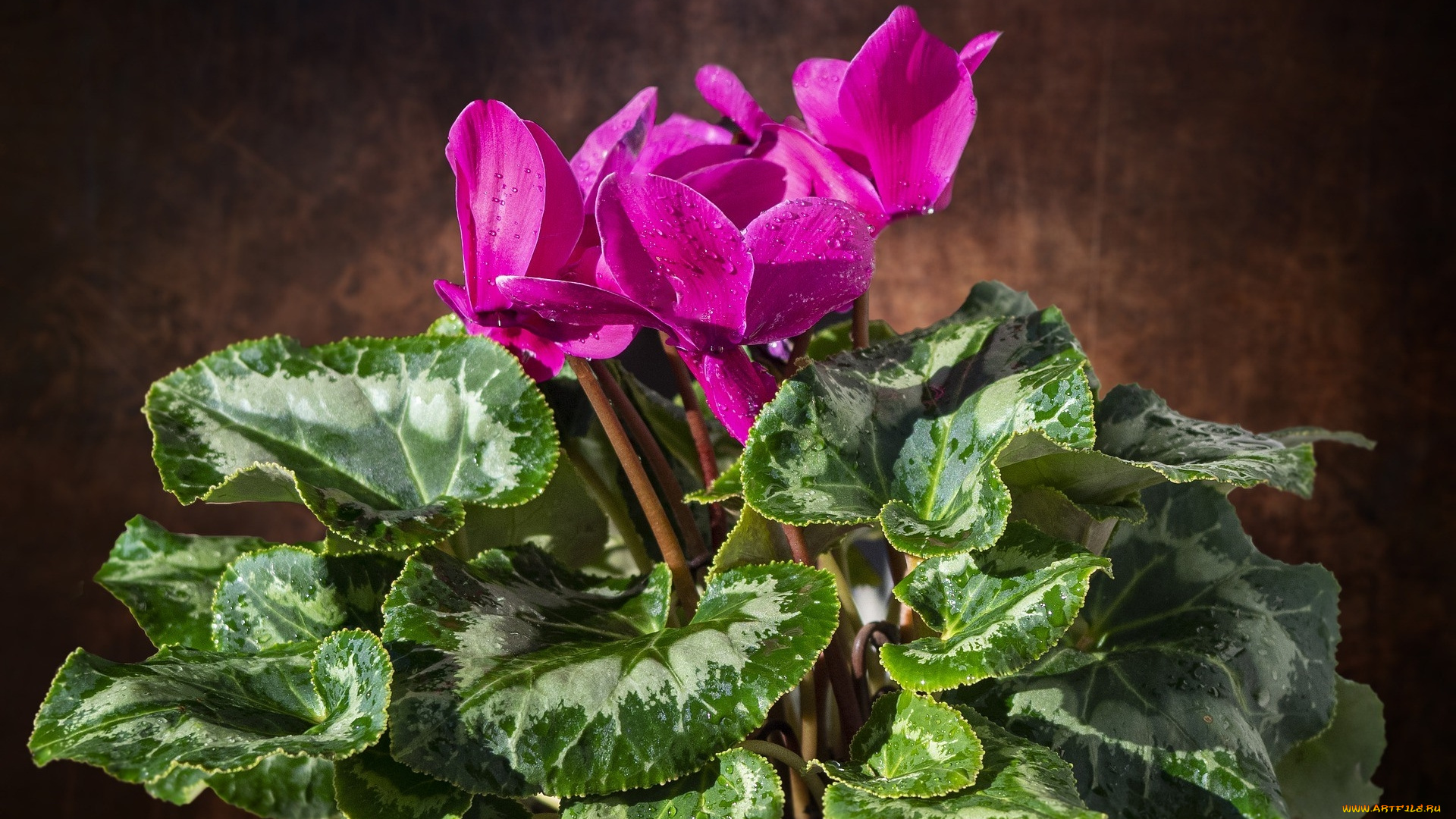 цветы, цикламены, розовый, цикламен