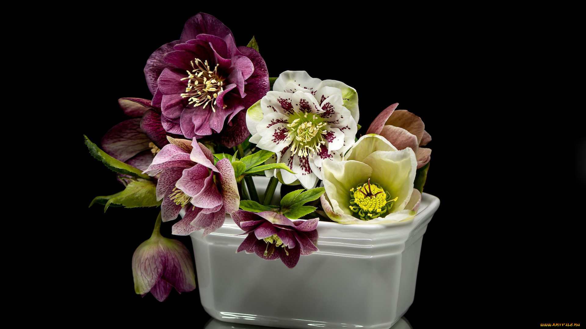 цветы, геллеборус, , морозник, разноцветный, геллеборус, букет