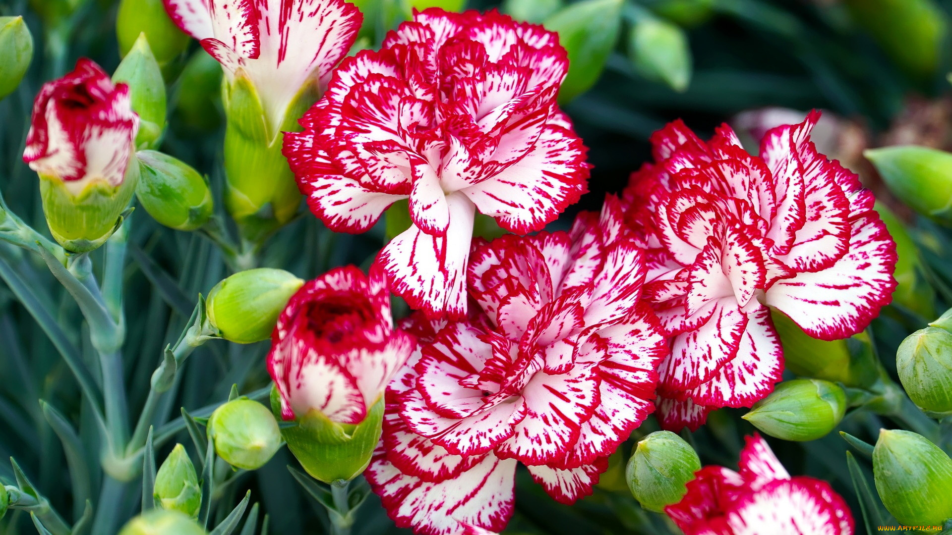 цветы, гвоздики, пестрая, гвоздика