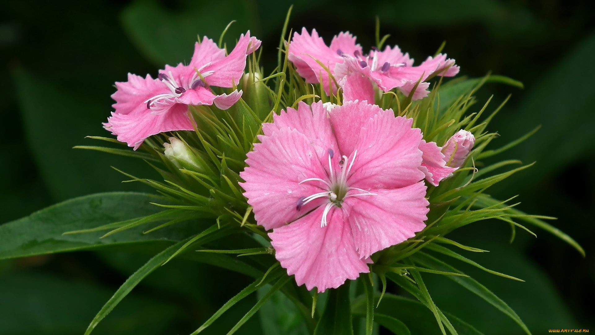 цветы, гвоздики, розовая, гвоздика, макро