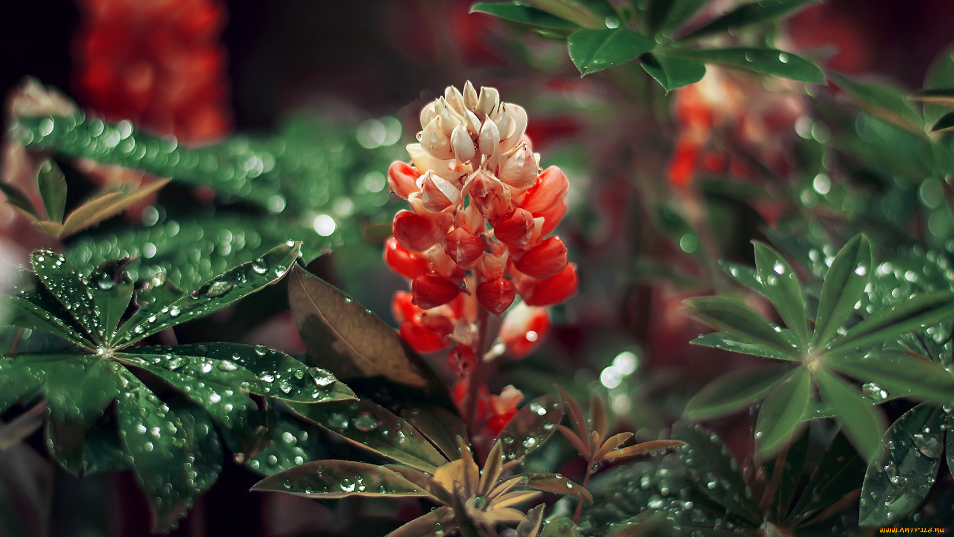 цветы, люпин, листья, капли