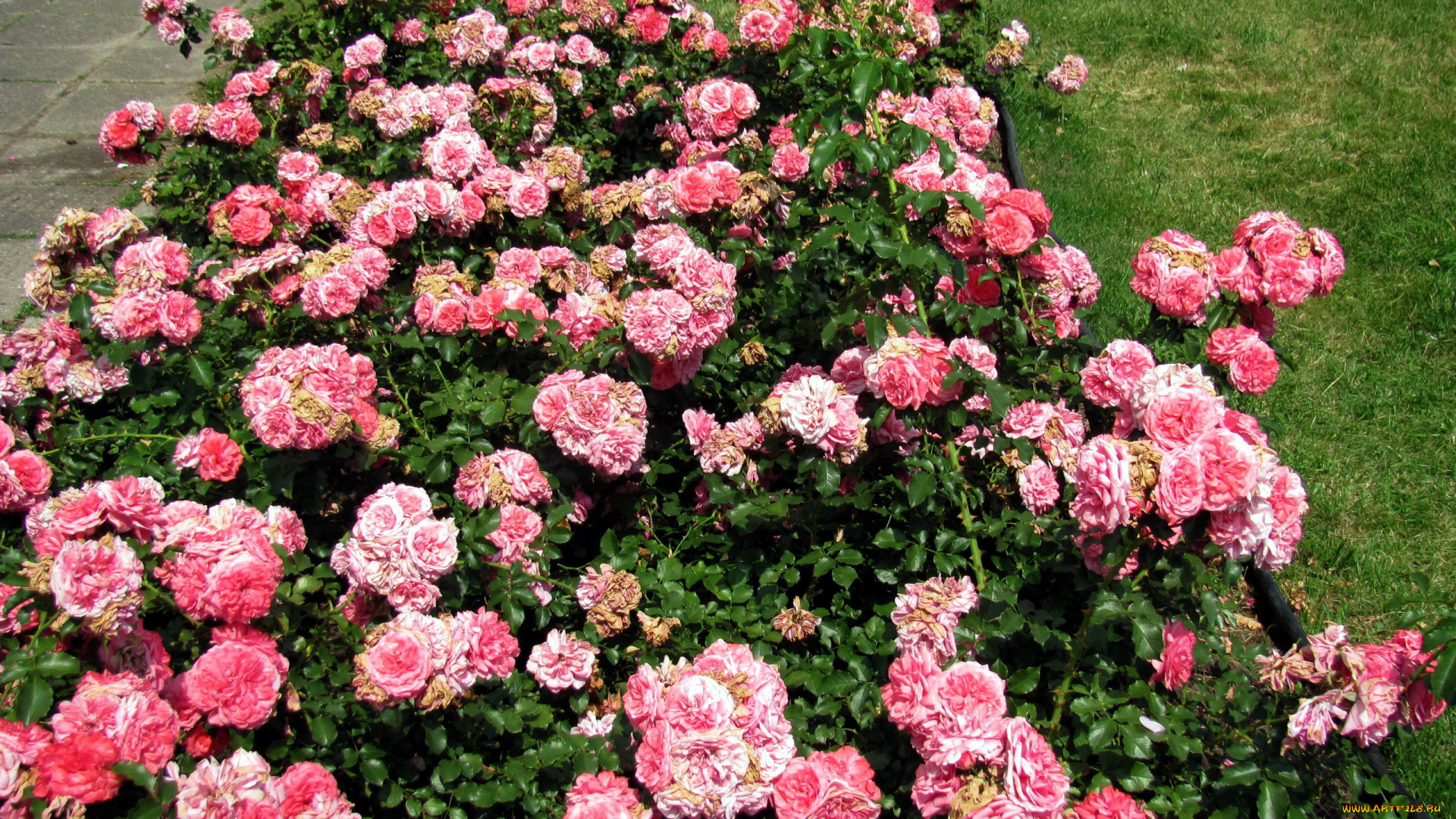 цветы, розы, розовые, клумба
