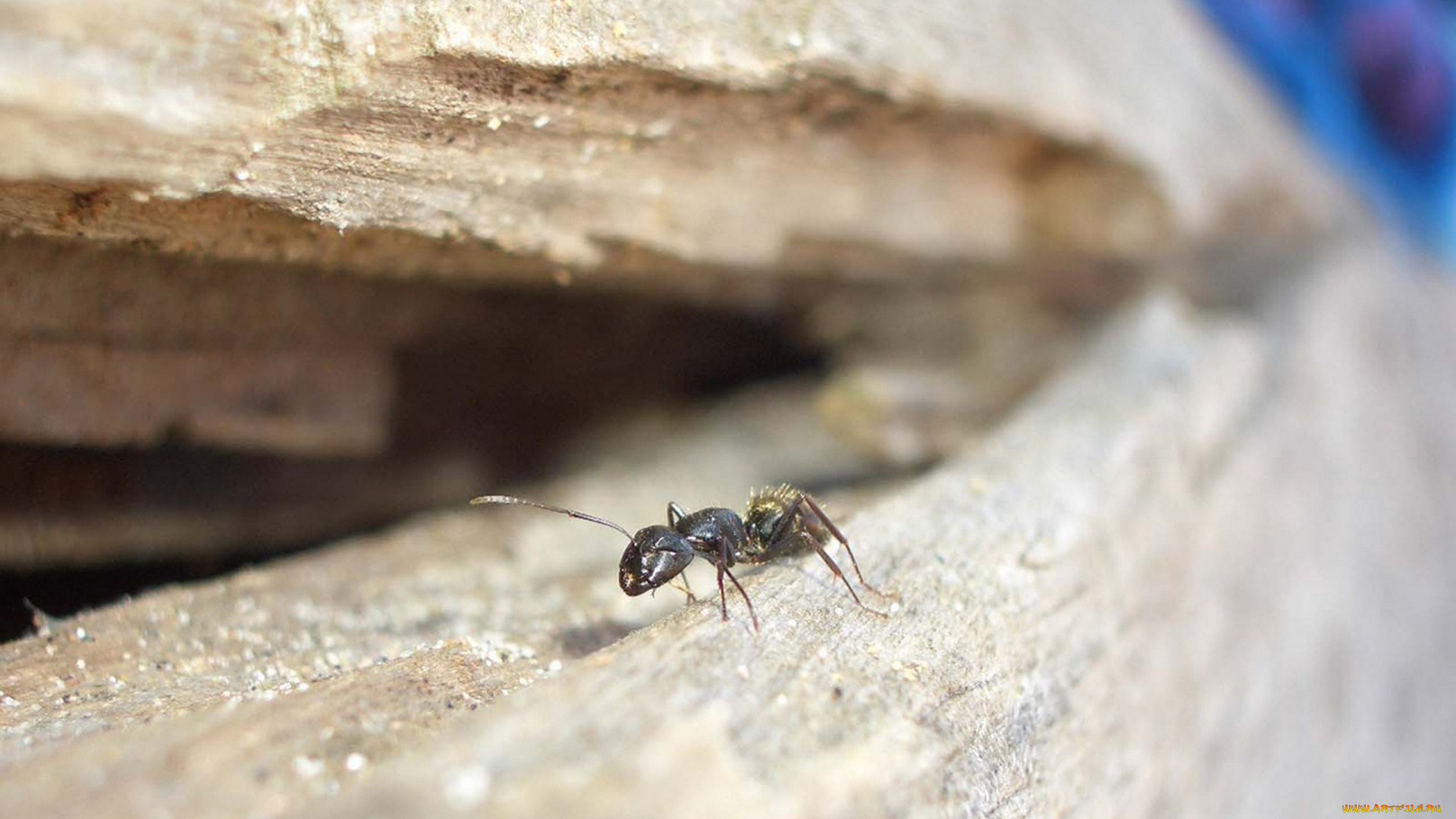 животные, насекомые, муравей, скала