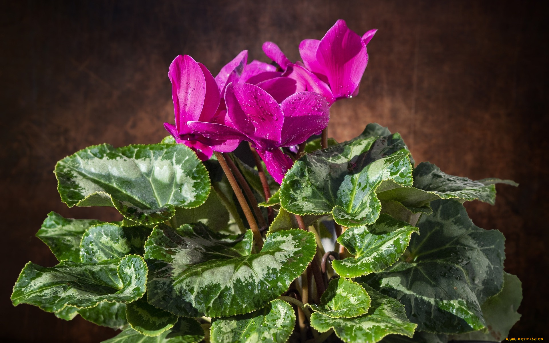 цветы, цикламены, розовый, цикламен