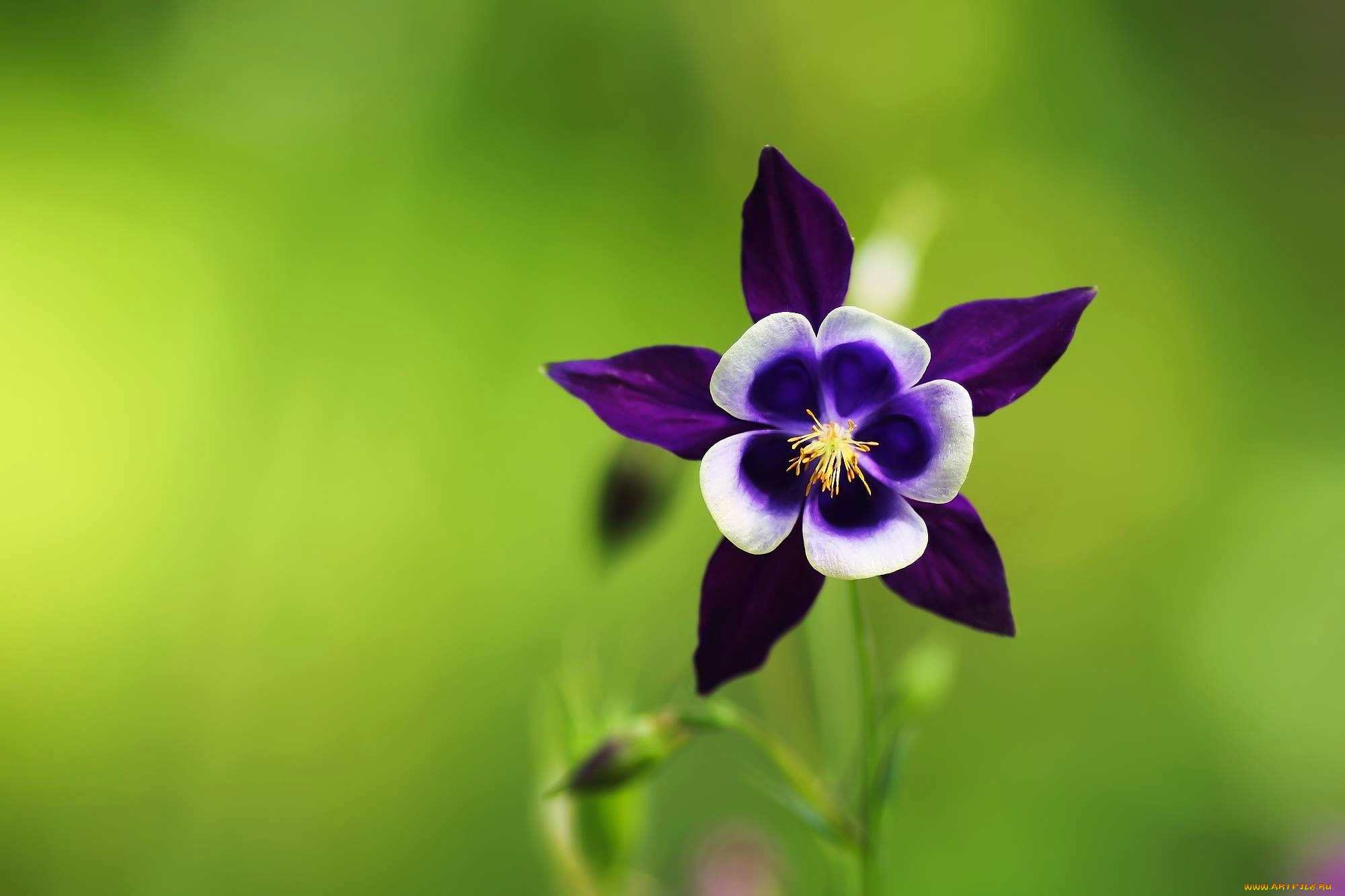 цветы, аквилегия, , водосбор, лиловая, аквилегия, макро