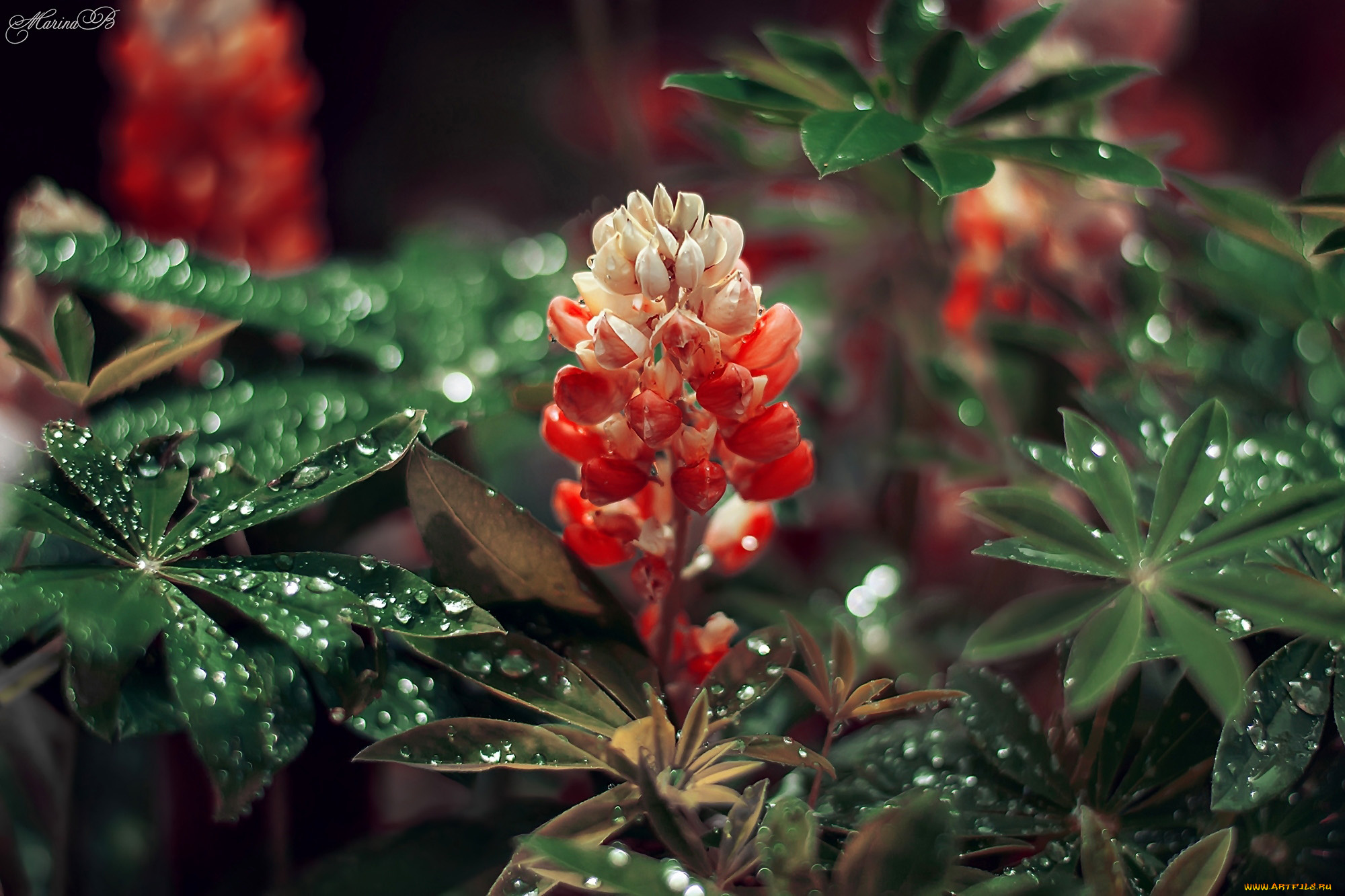 цветы, люпин, листья, капли