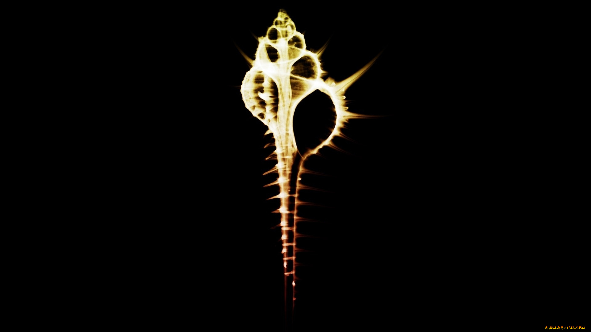 разное, кости, , рентген, ракушка, раковина