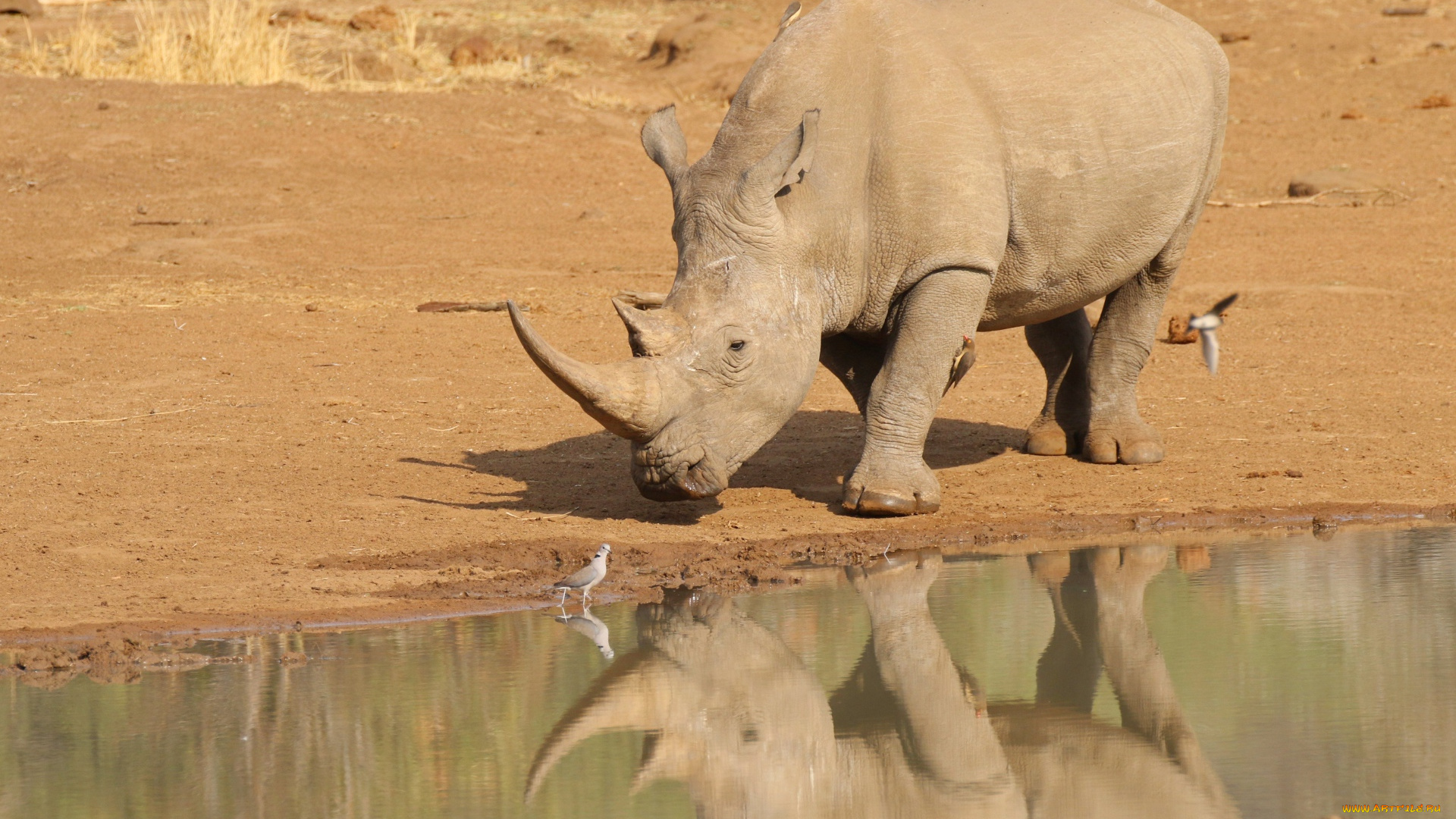 животные, носороги, носорог, озеро, птицы