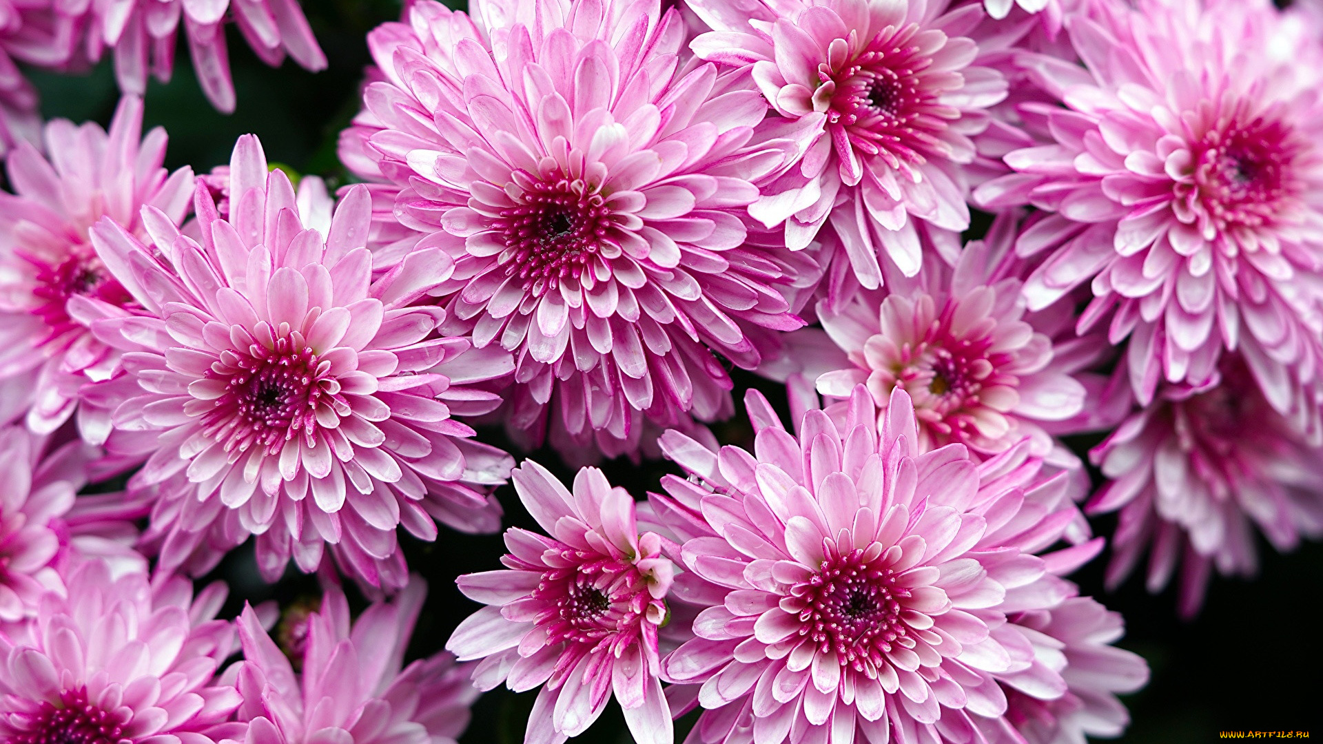 цветы, хризантемы, розовые, макро