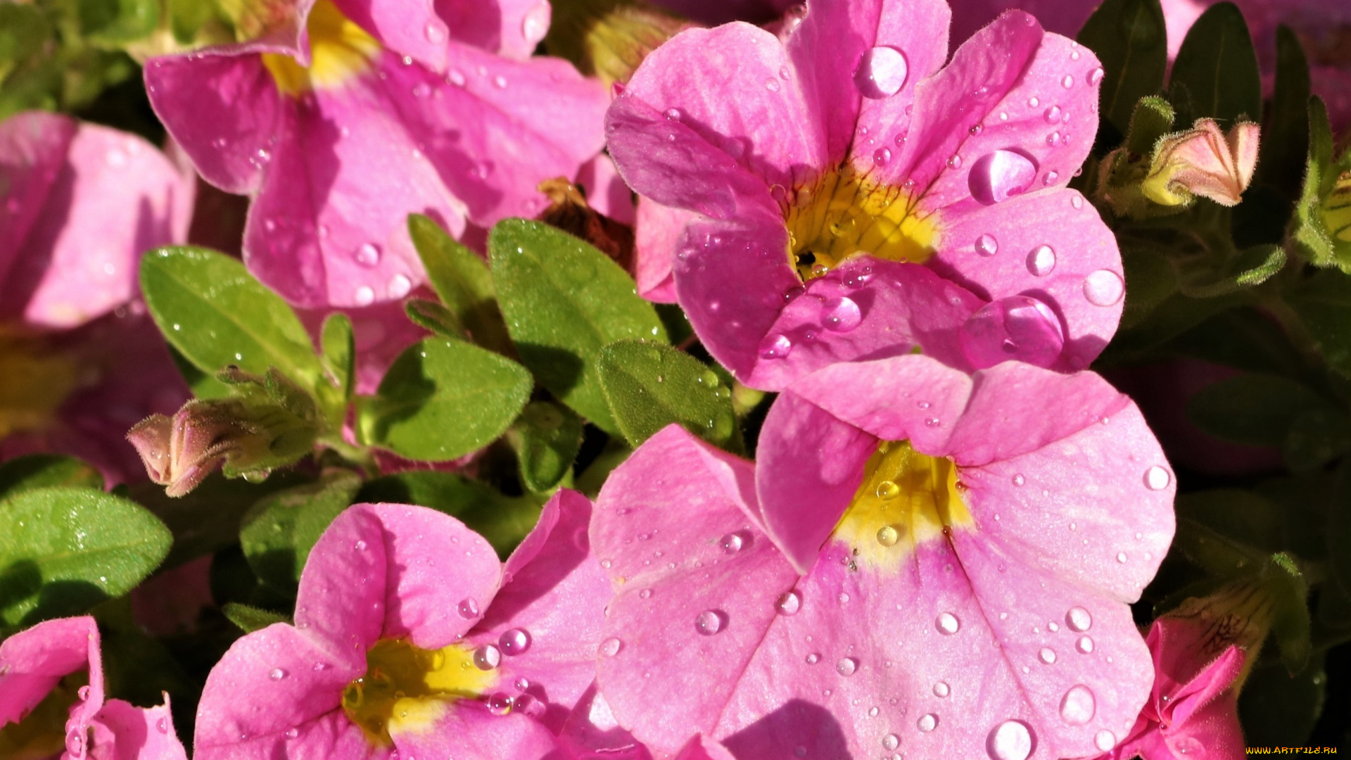 цветы, петунии, , калибрахоа, розовая, петуния, макро, капли