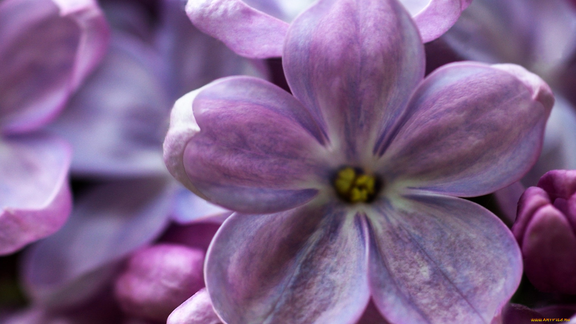 цветы, сирень, макро