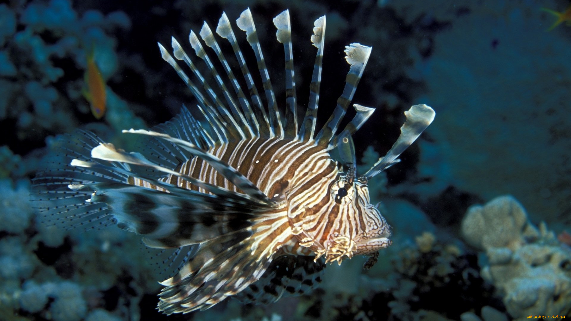 животные, рыбы, рыба, шипы, море, кораллы