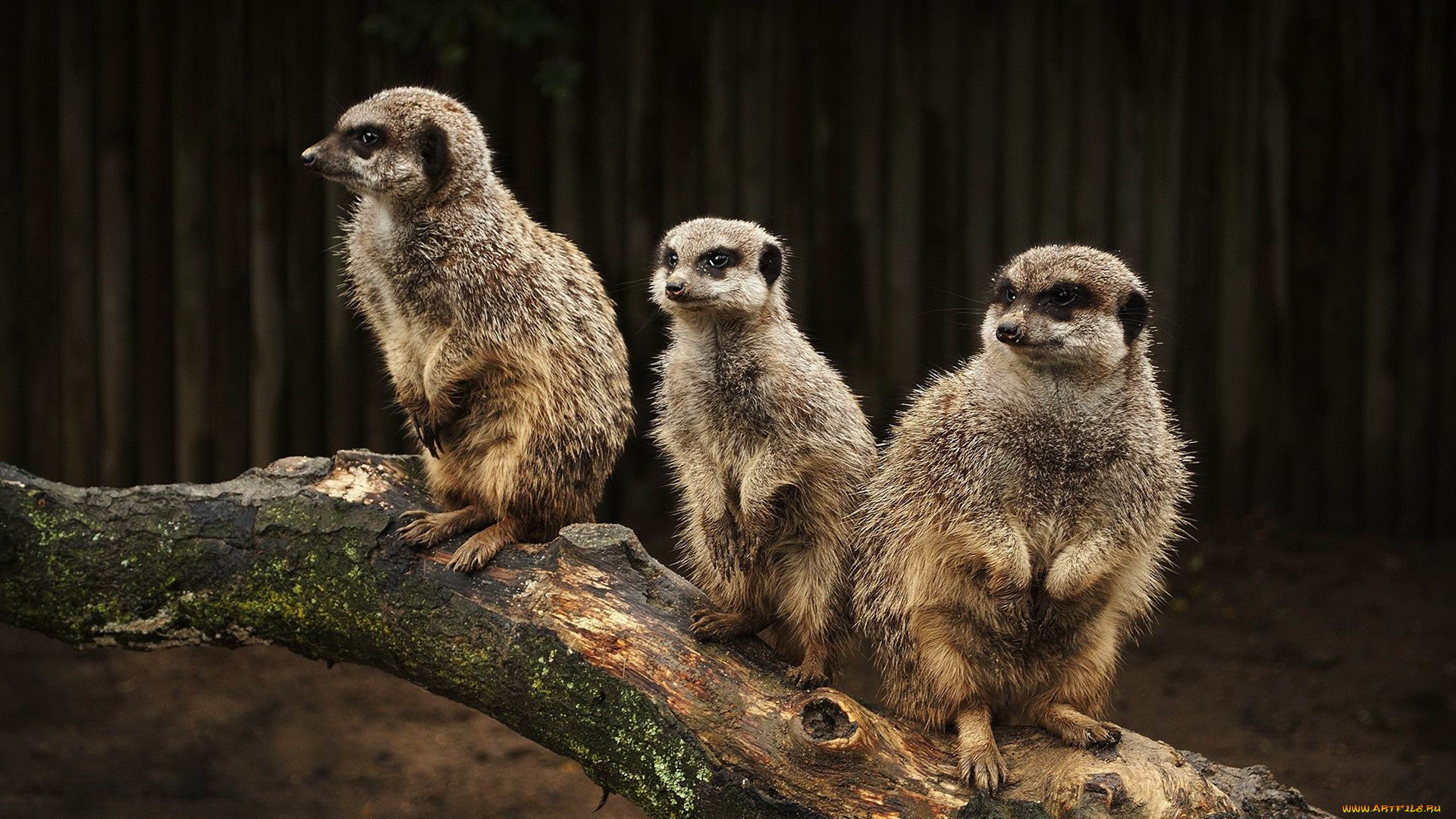 животные, сурикаты, бревно