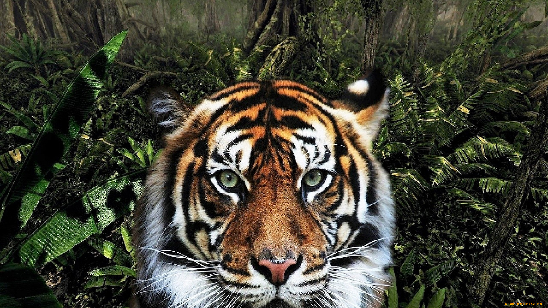 животные, тигры, тигр, джунгли