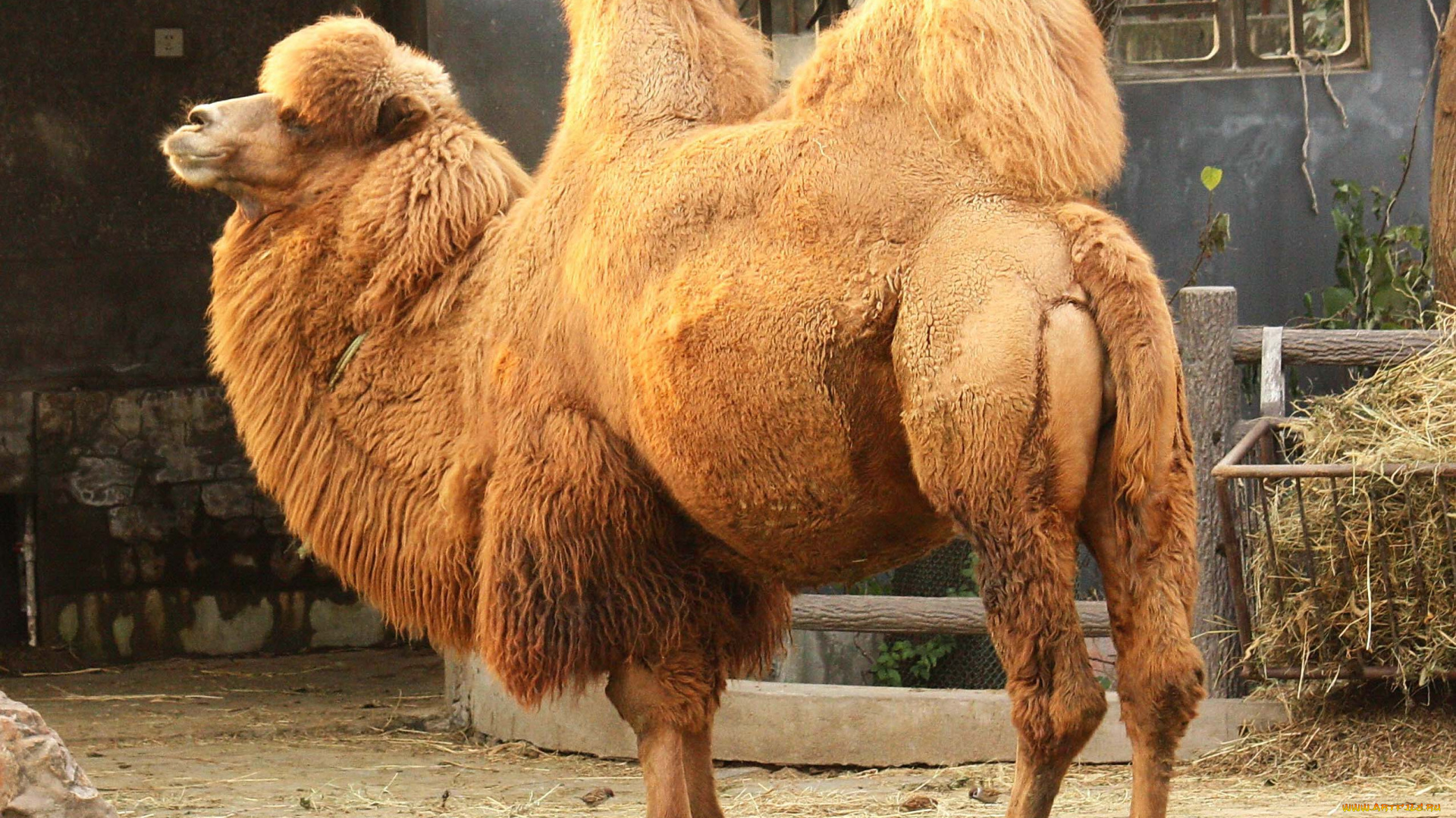 животные, верблюды, верблюд, горбы, шерсть