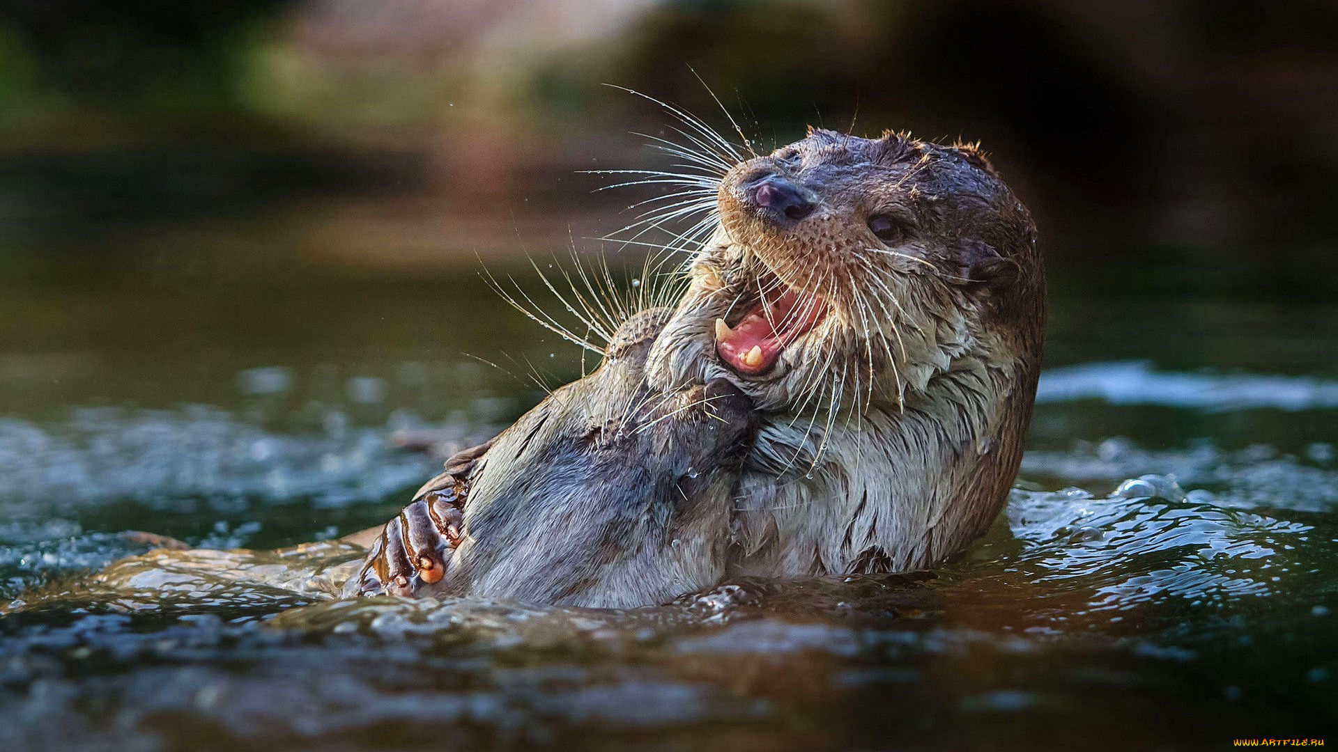 животные, выдры, , каланы, , ондатры, выдра, вода