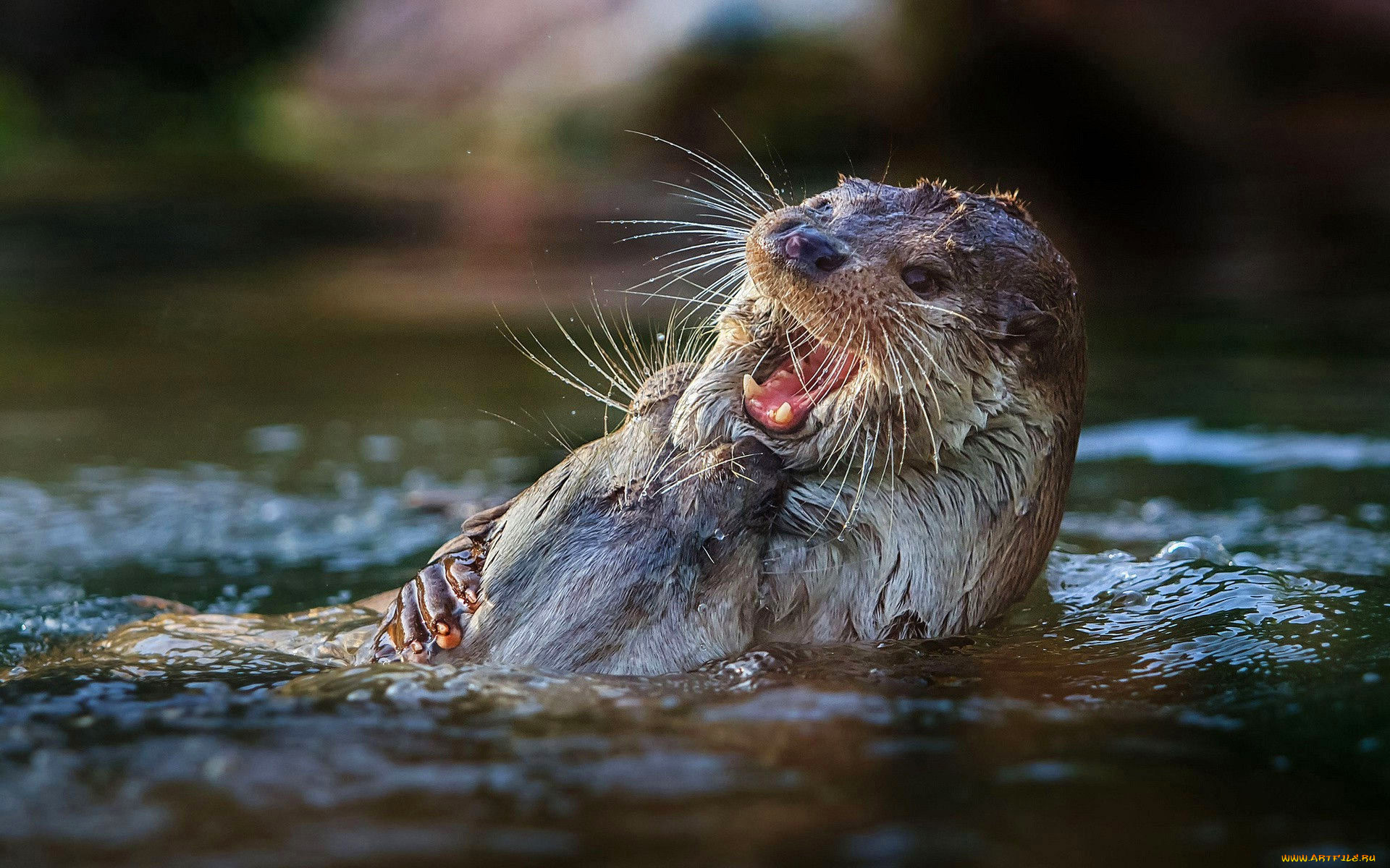 животные, выдры, , каланы, , ондатры, выдра, вода