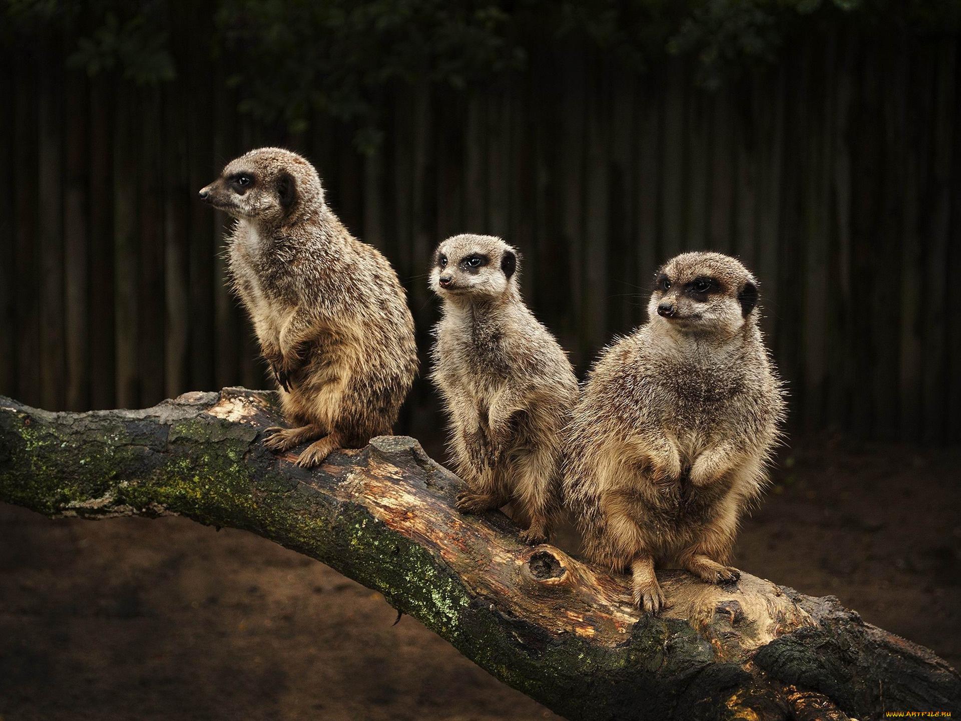 животные, сурикаты, бревно