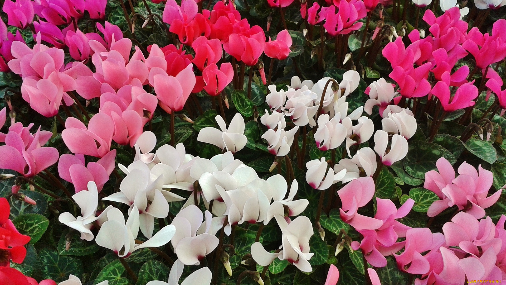 цветы, цикламены, разноцветные, много