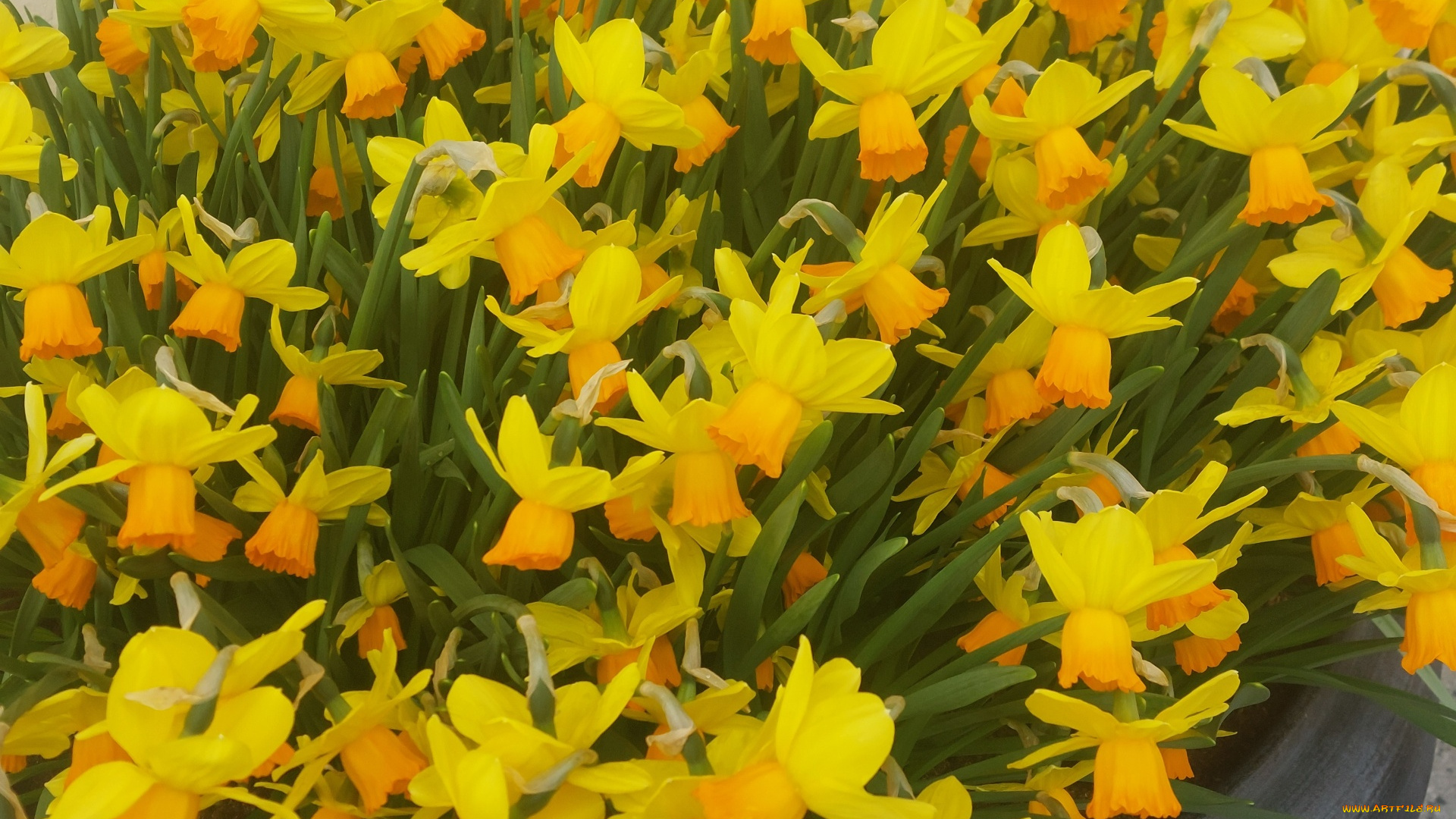цветы, нарциссы, желтые, много